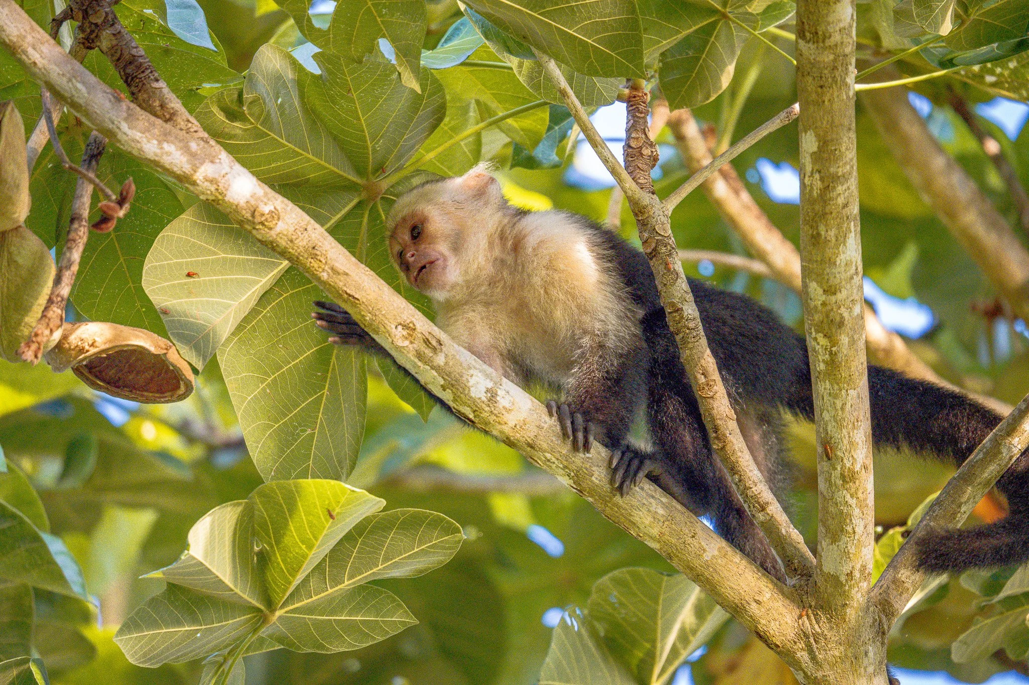A monkey with light fur on its face and dark fur on its body climbing a tree among green leaves.