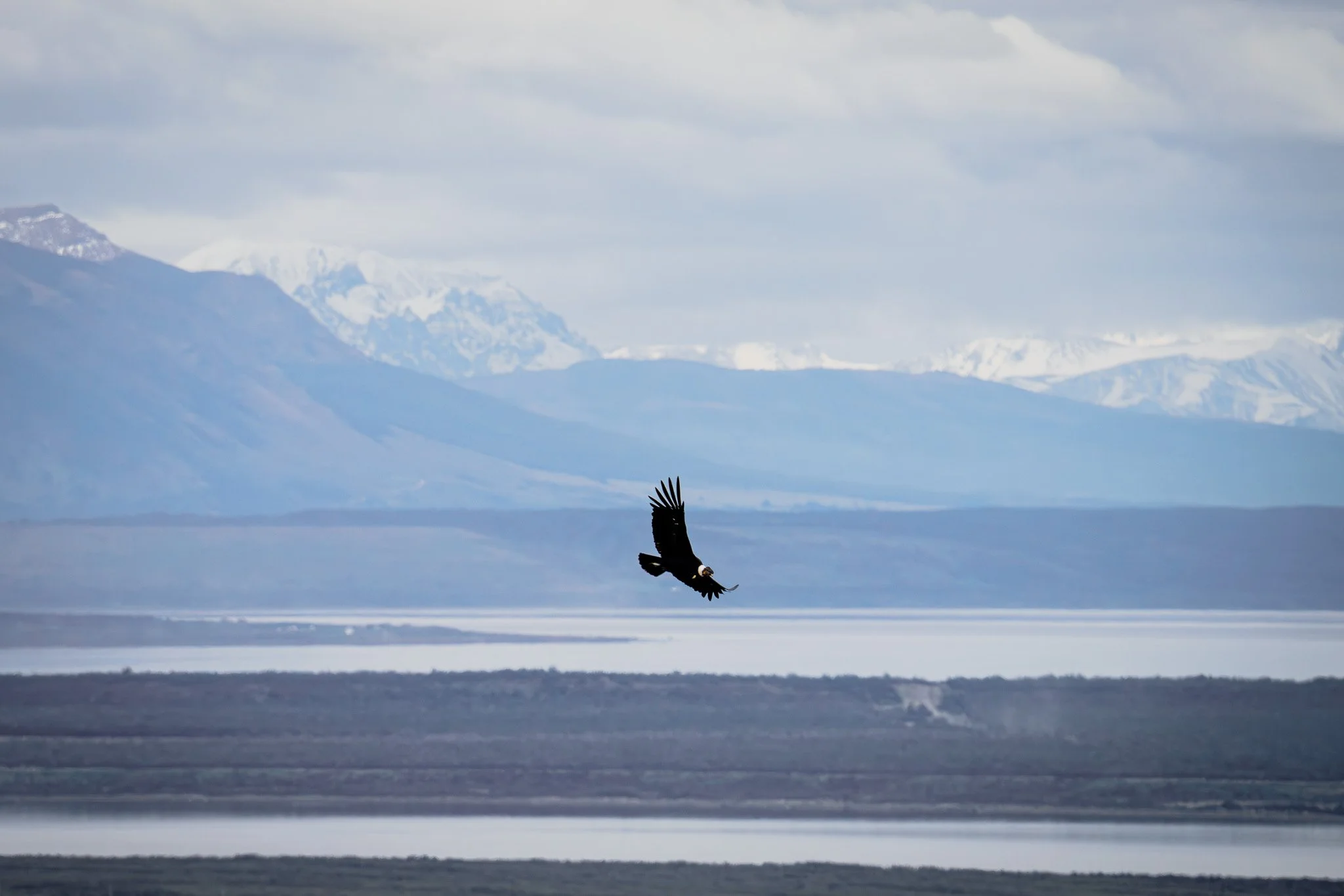 A bird of prey flying over a large body of water with snow-capped mountains in the background under cloudy skies.