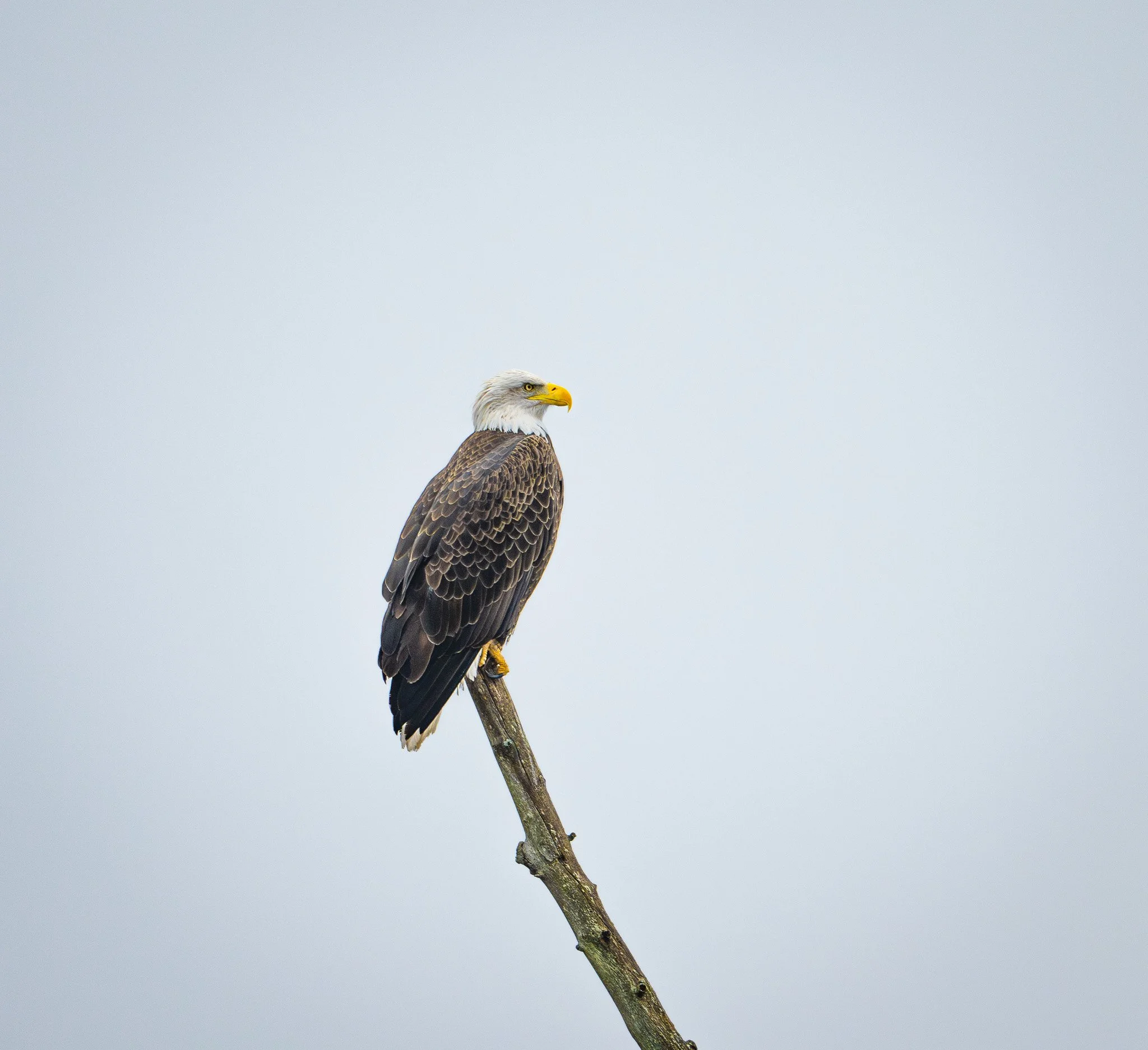A bald eagle perched on a diagonal tree branch against a light gray sky.