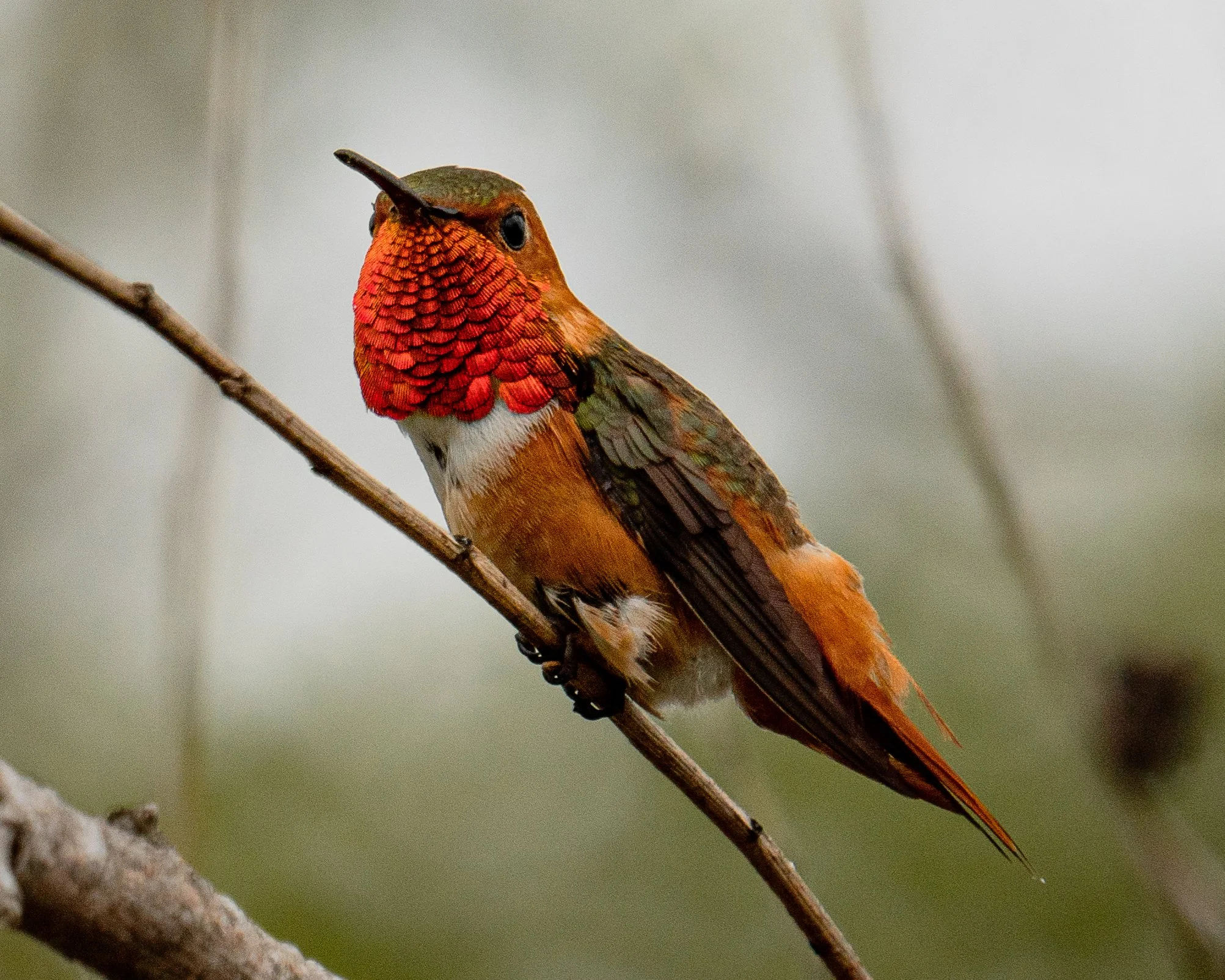 A brightly colored male hummingbird perched on a thin branch, showing iridescent red, orange, green, and brown feathers.