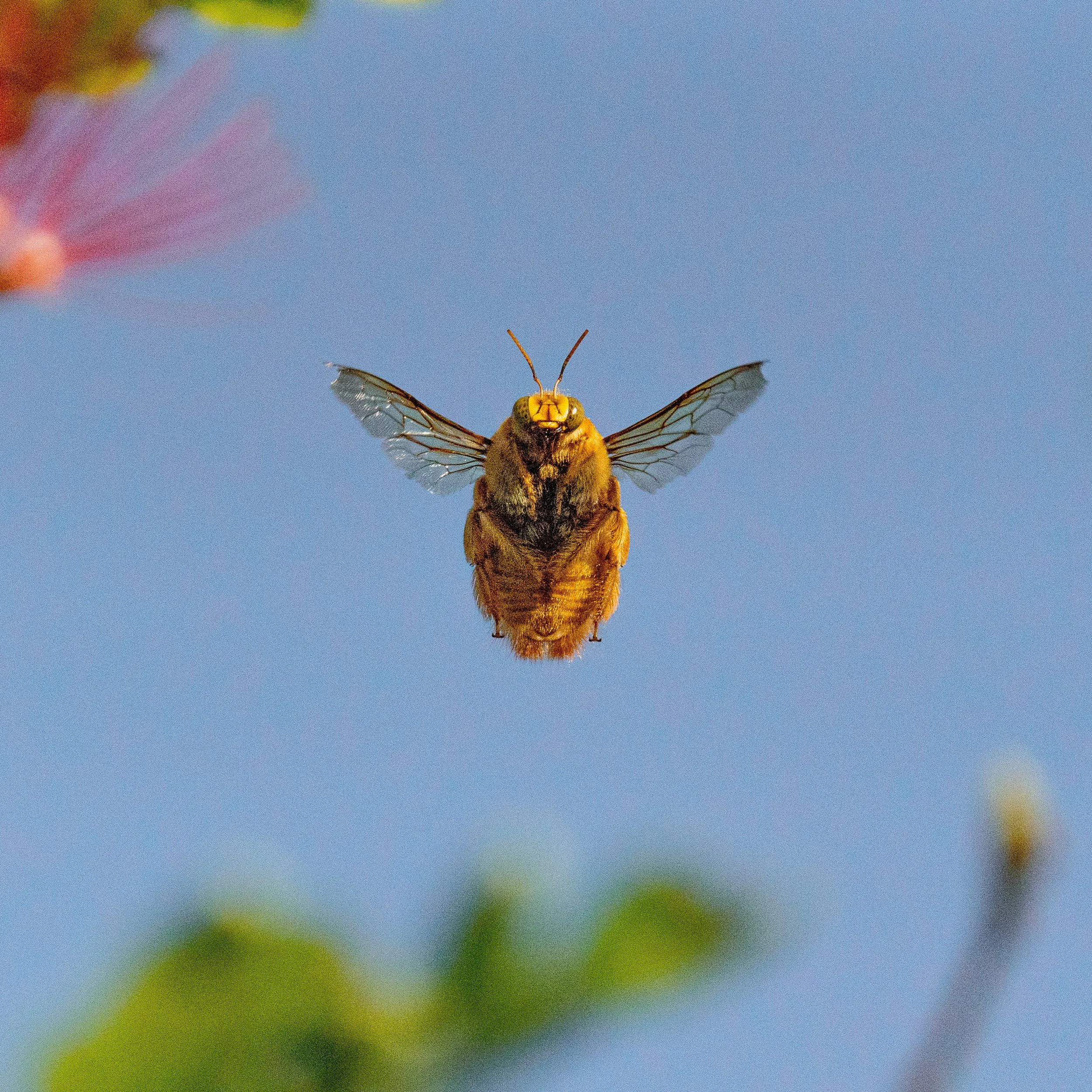 Close-up of a bee in flight against a clear blue sky.