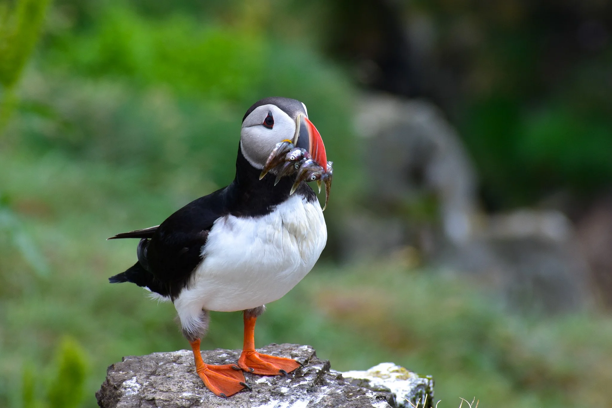 A puffin standing on a rock holding small fish in its beak with a blurred green natural background.