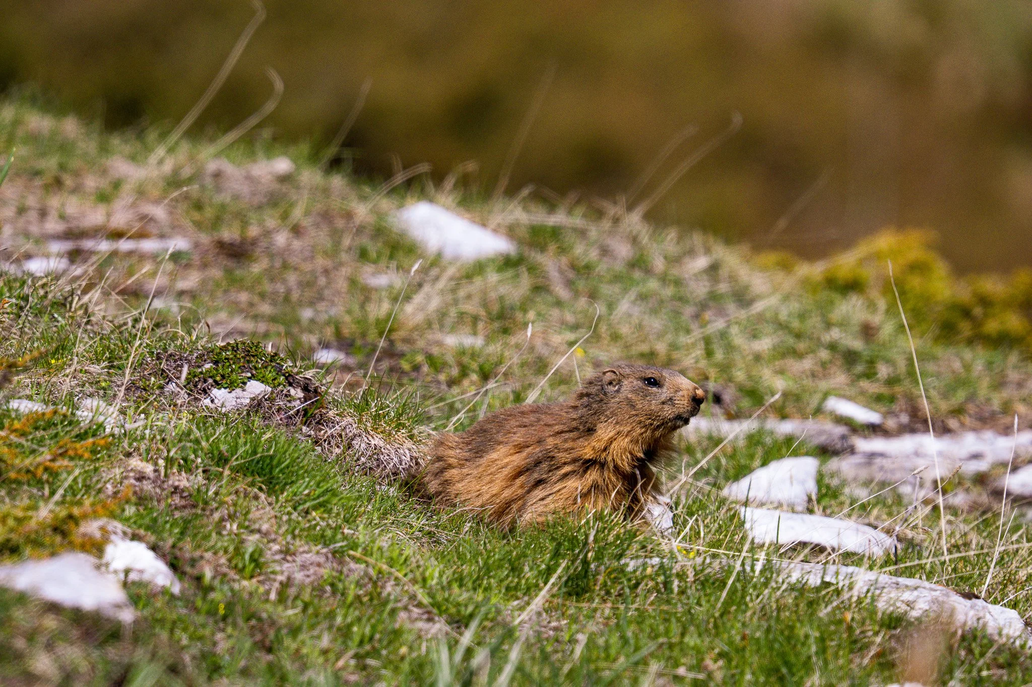 A marmot peeking out of a grassy hill with rocks and sparse vegetation.