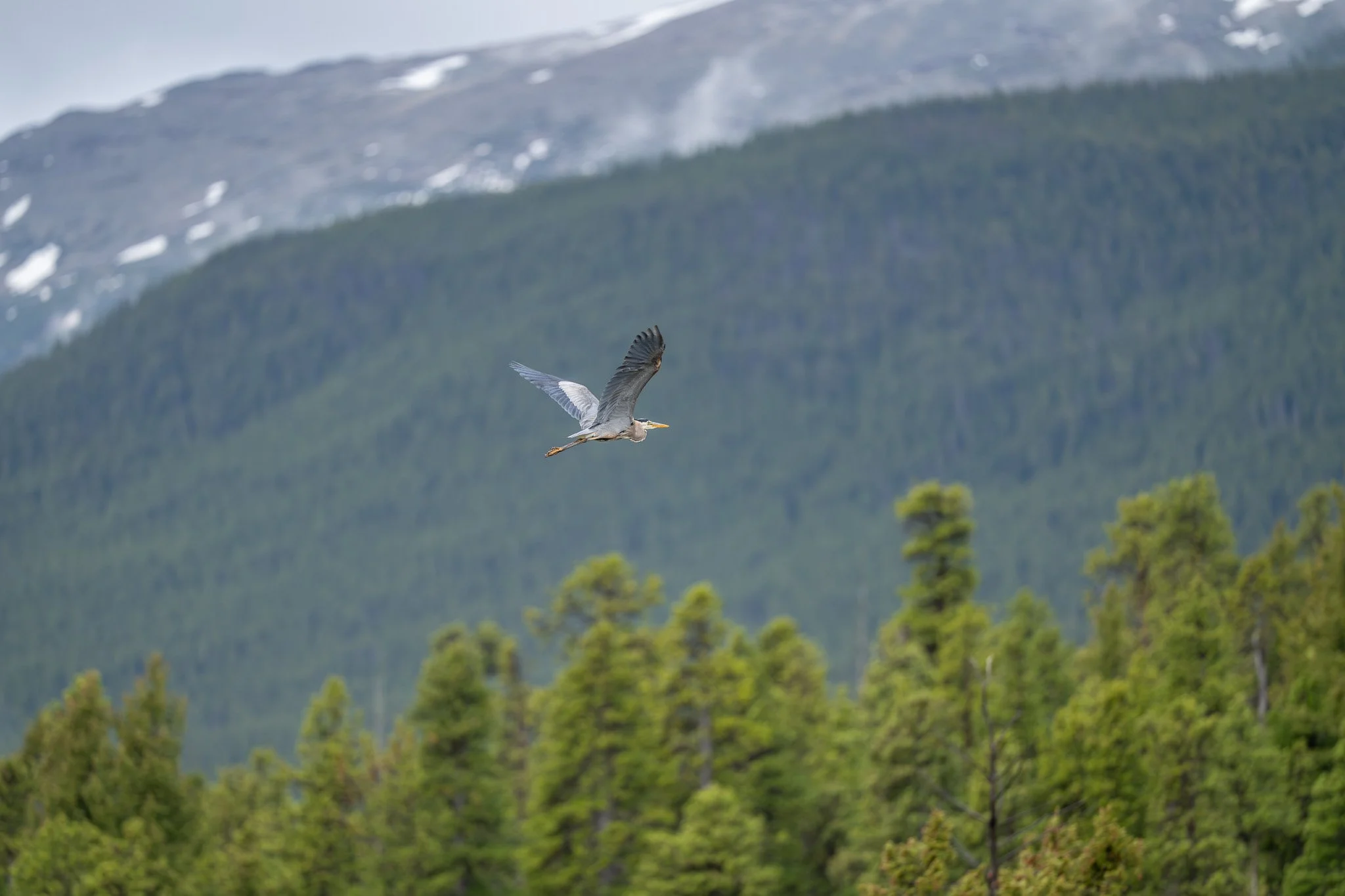 A bird, likely a heron, flying over a forested landscape with mountains in the background. The bird has grey and white feathers and is flying with wings spread.