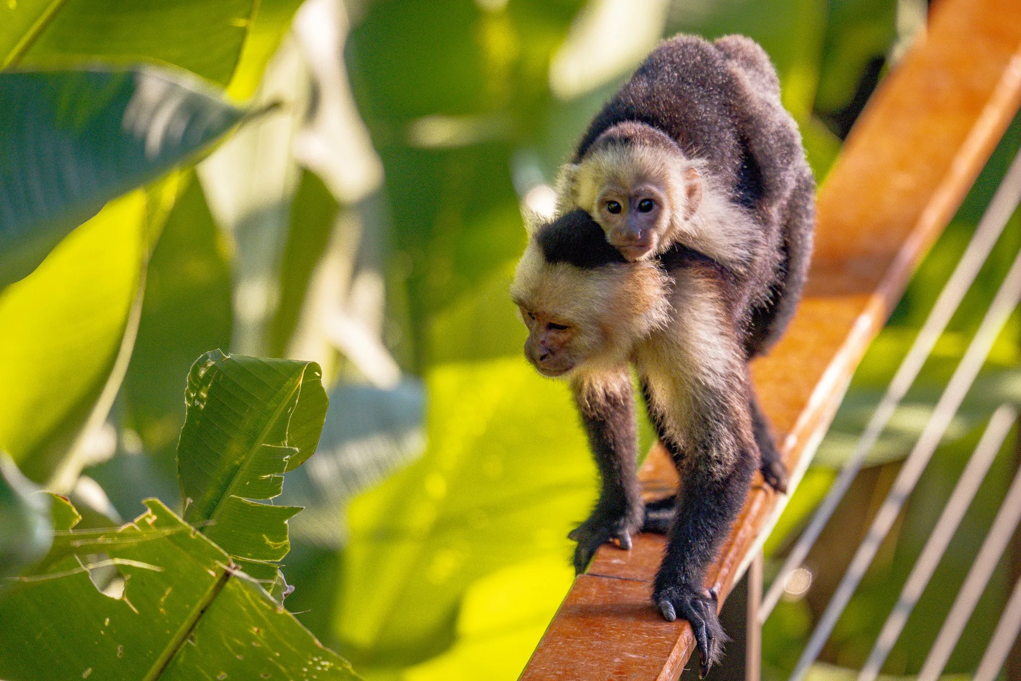 A baby monkey with a darker fur on its back riding on a larger monkey's shoulders along a wooden railing in a lush green jungle.
