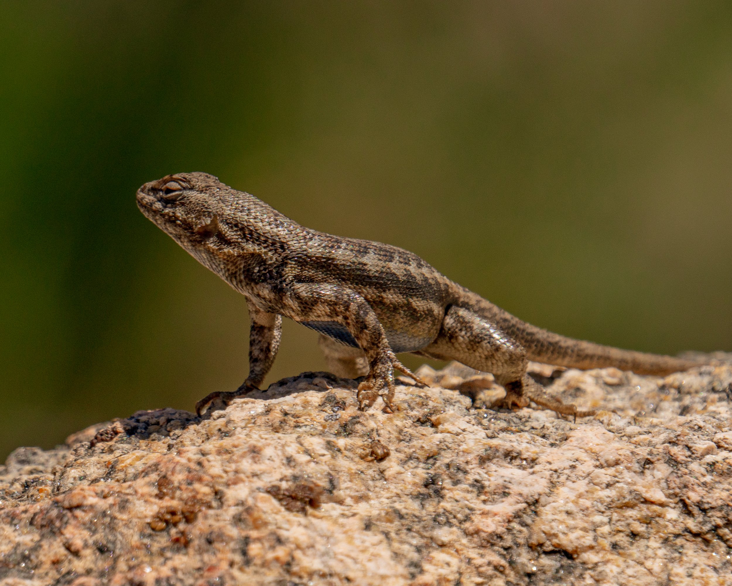 A brown and gray lizard perched on a textured rock with a blurred green background.