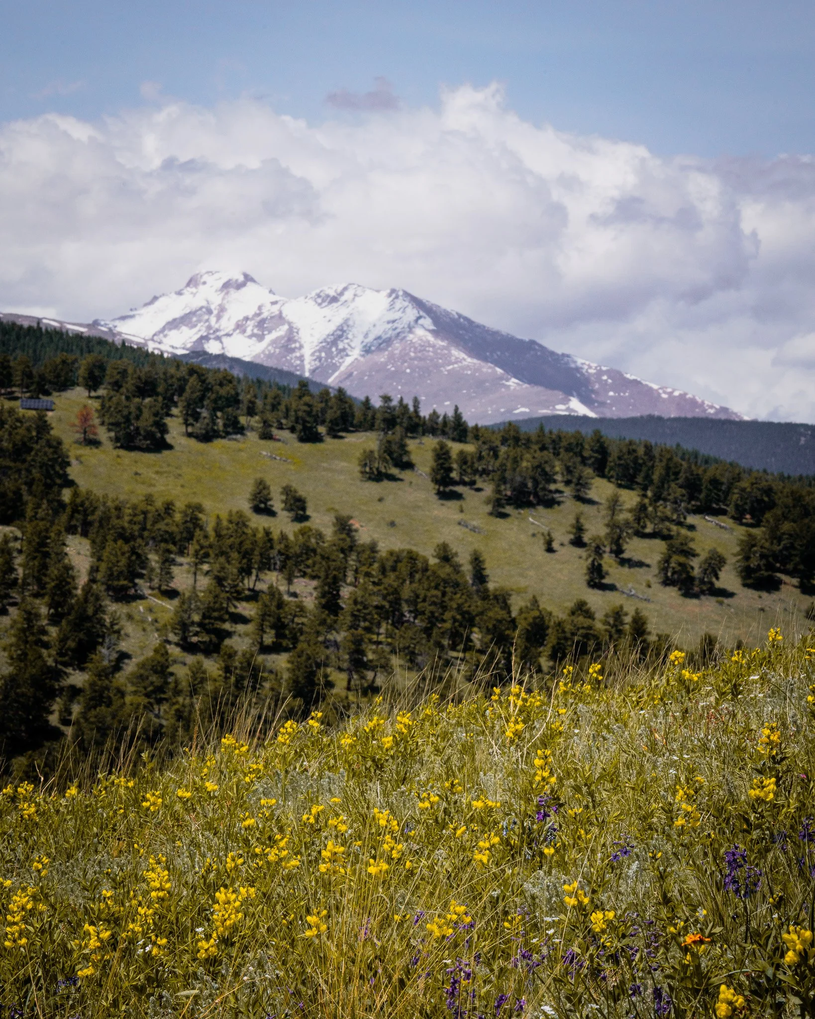 A scenic mountain landscape with snow-capped peaks in the background, green forested hills in the middle ground, and a foreground of yellow wildflowers and tall grass under a partly cloudy sky.