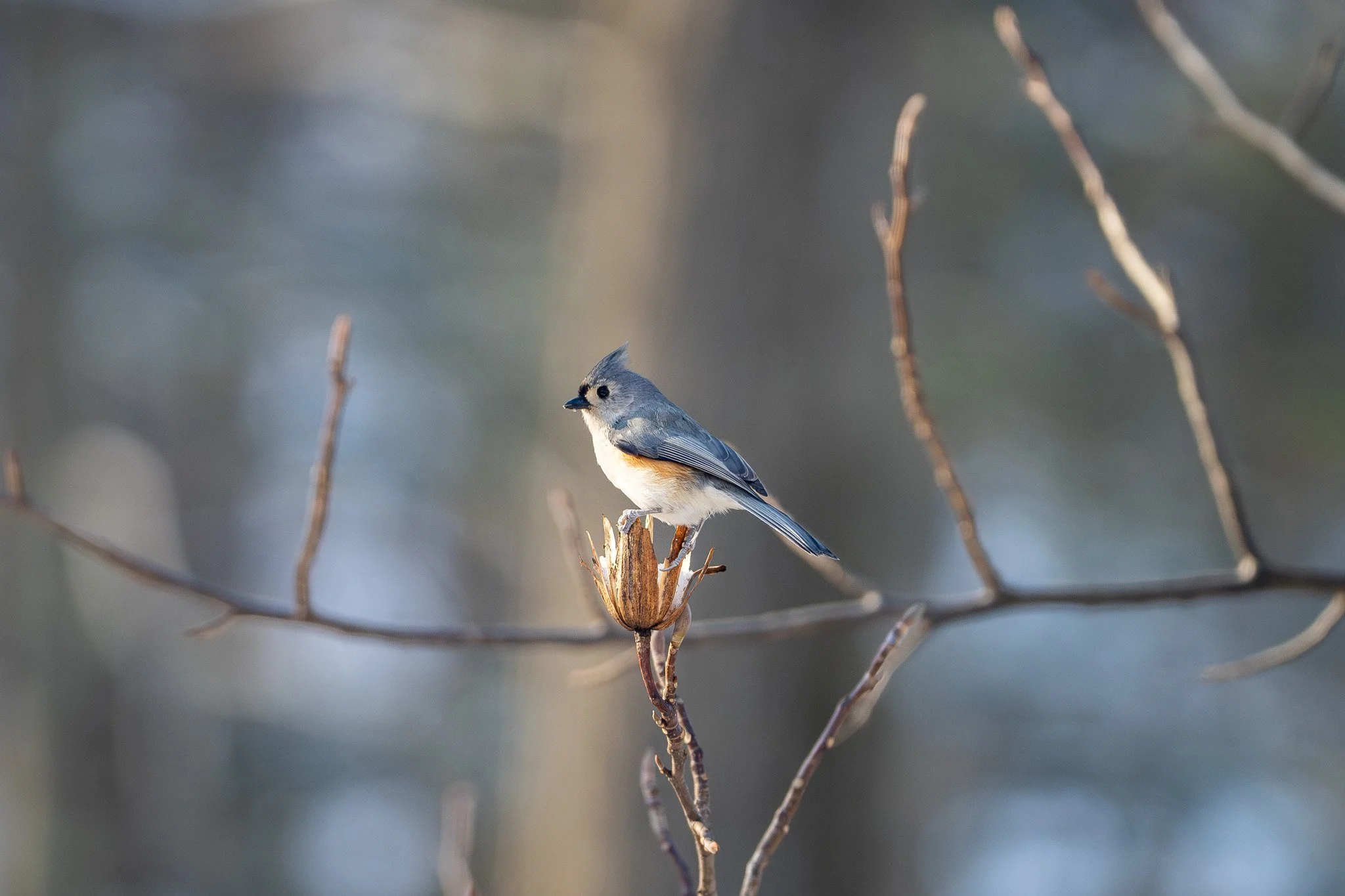 A small bird, possibly a tufted titmouse, perched on a dried tree branch with a blurred background.