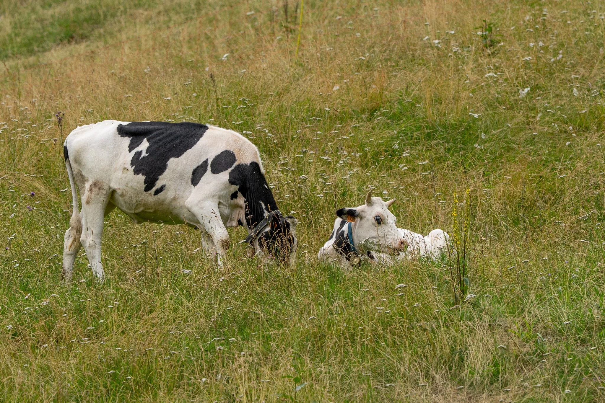 One cow standing and grazing, and one cow lying down in a grassy field, both with black and white markings.