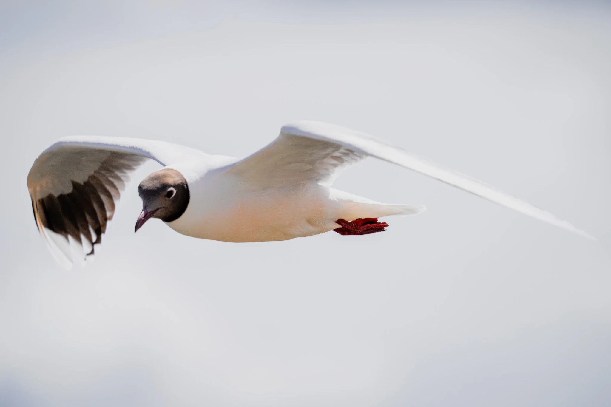 A seagull flying in the sky with its wings spread.
