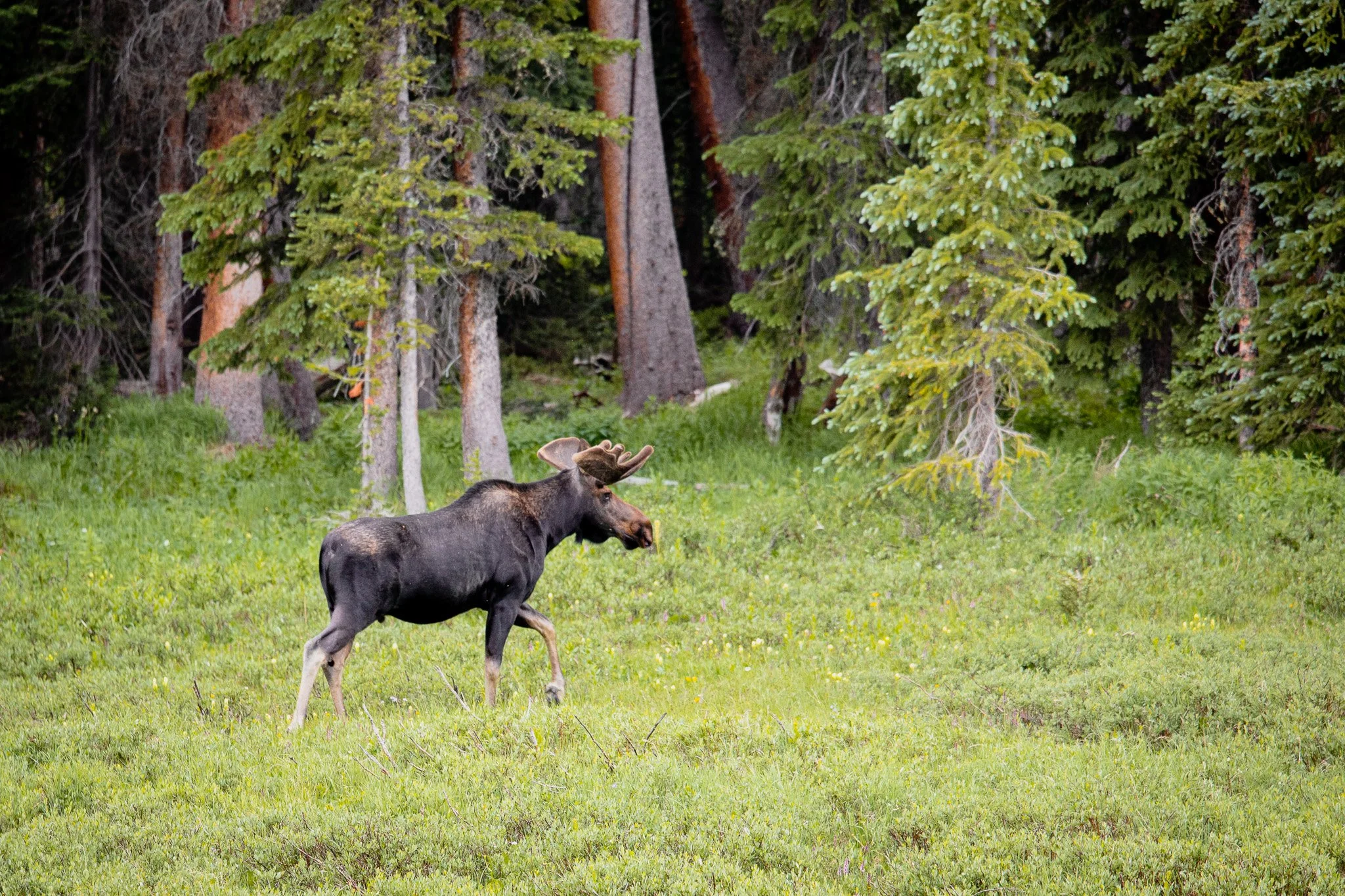 A moose walking through a grassy clearing surrounded by pine trees.