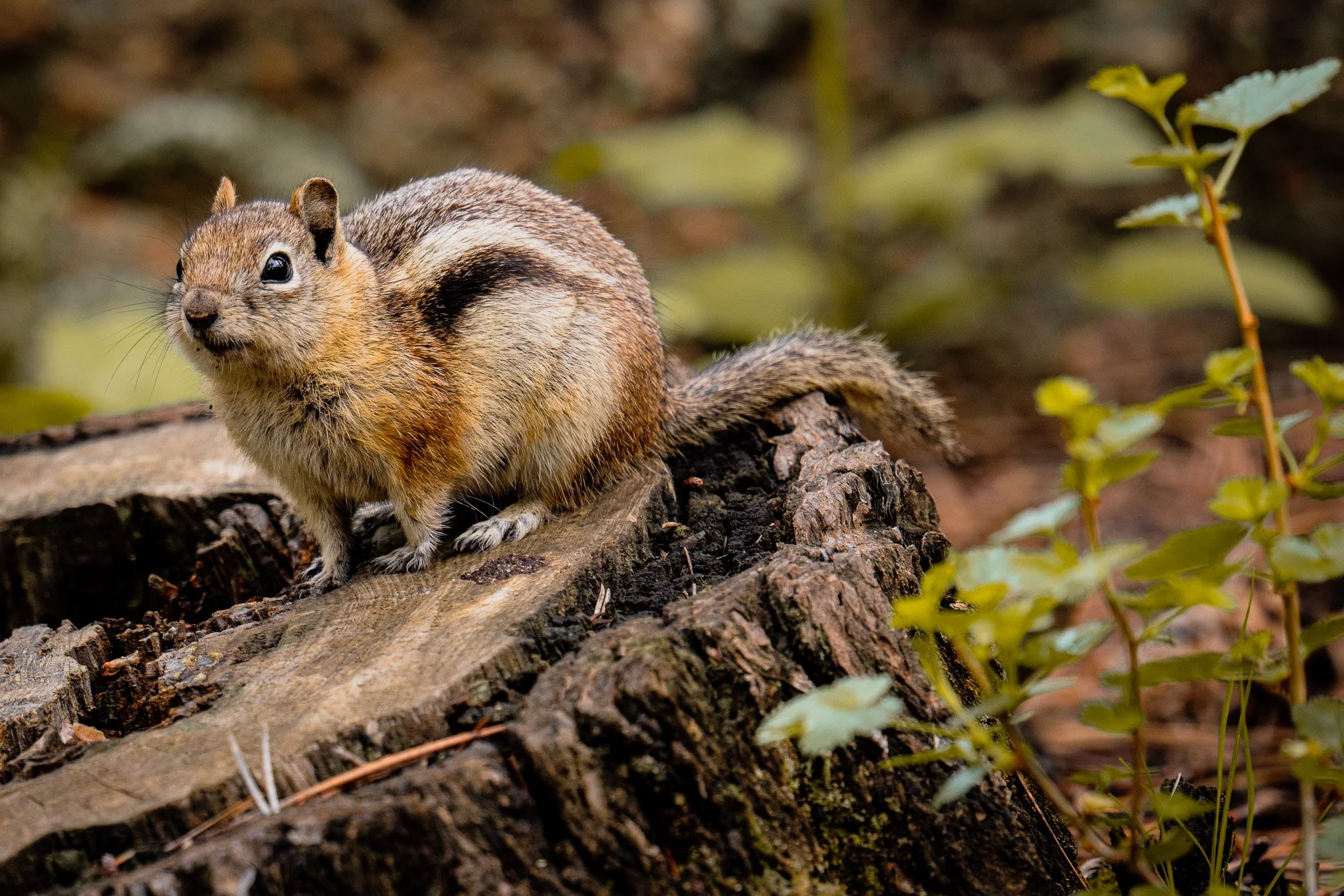A small squirrel with brown and gray fur sitting on a tree stump in a forest, surrounded by green foliage.
