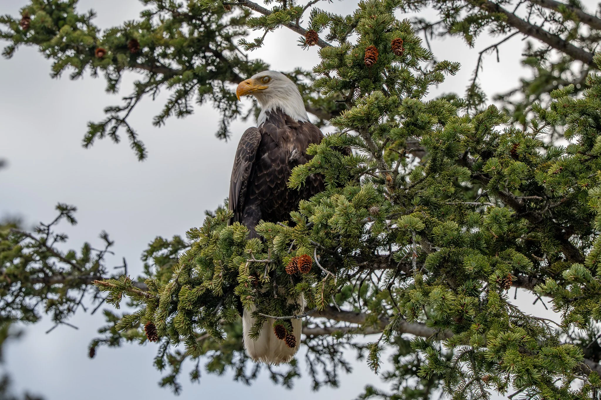 A great blue heron perched in a pine tree among branches and pine cones, with a cloudy sky in the background.