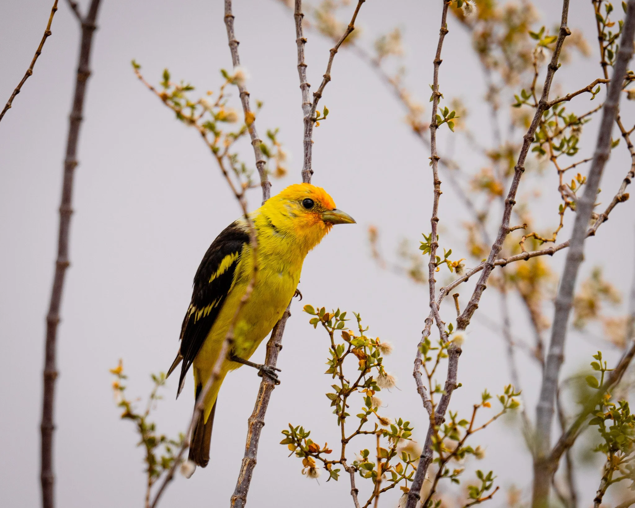 Yellow and black bird perched on a branch among small budding leaves and flowers.