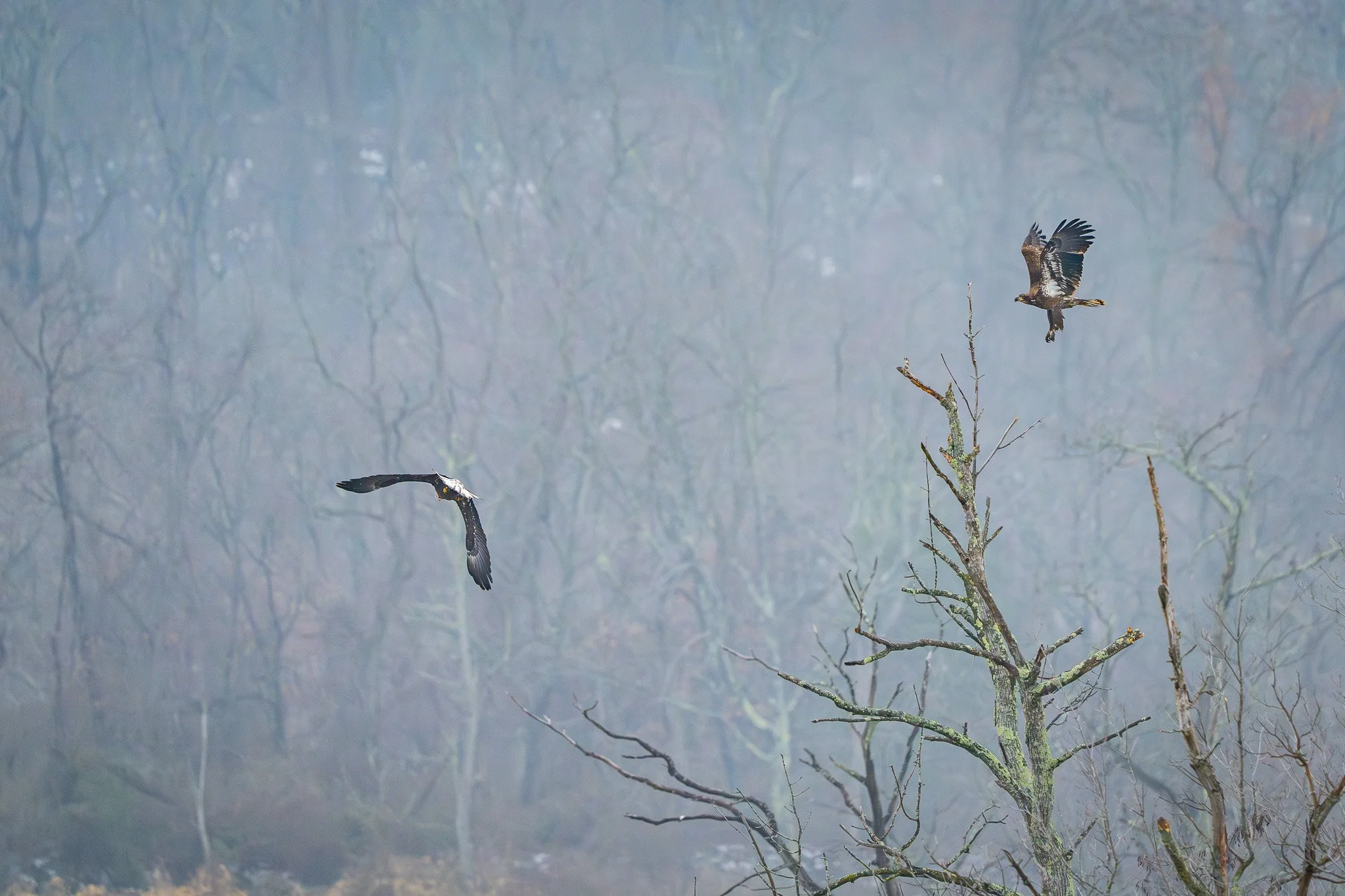 Two birds of prey flying near a leafless tree in a misty forest