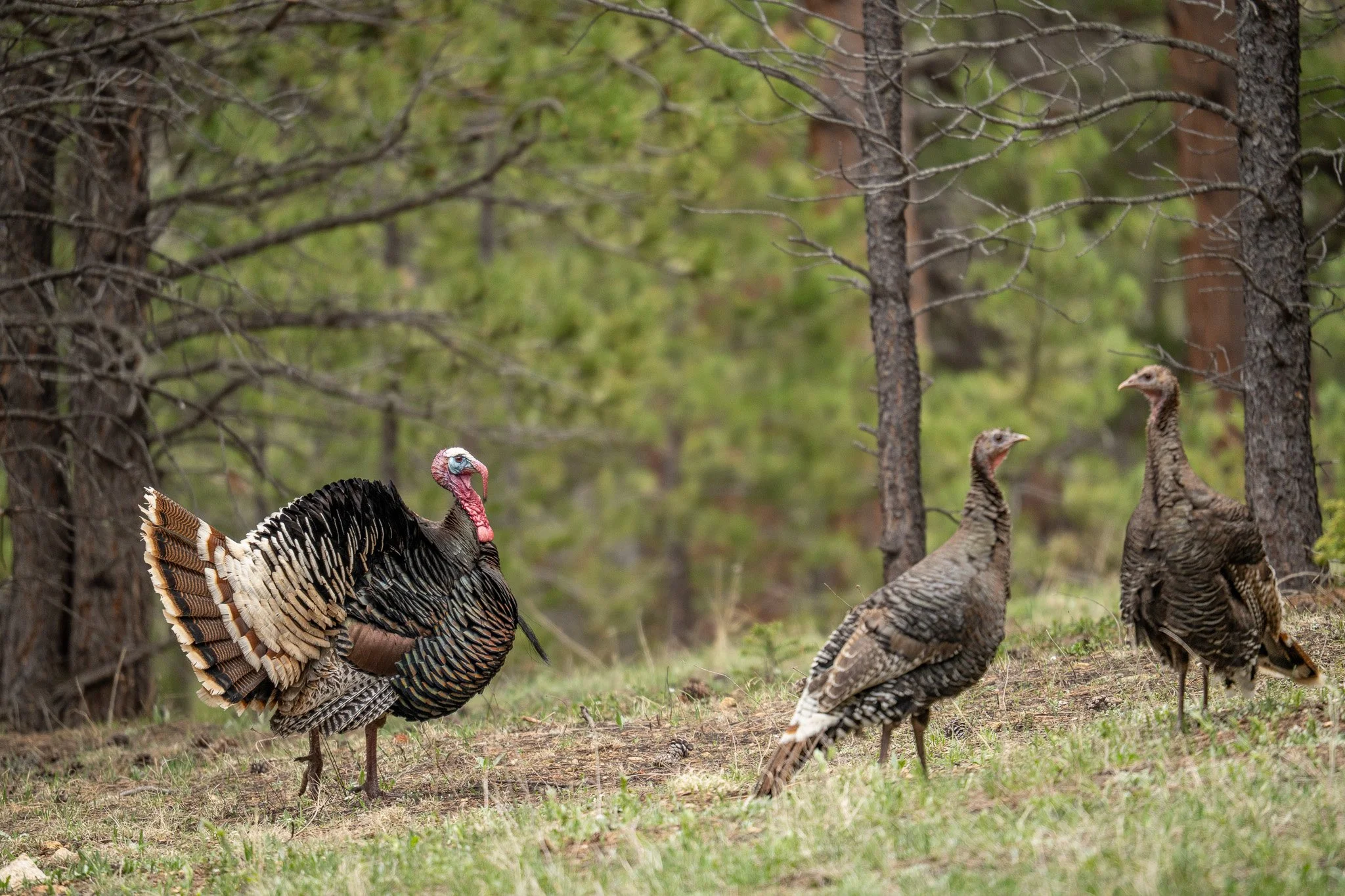 A wild turkey with iridescent black, brown, and tan feathers and a red head standing on the ground with two younger turkeys nearby, in a wooded forest area.