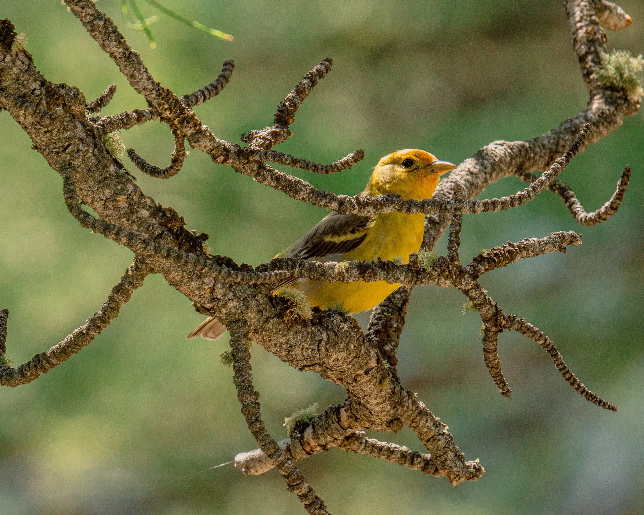 A yellow songbird perched on a tree branch with a blurred green background.