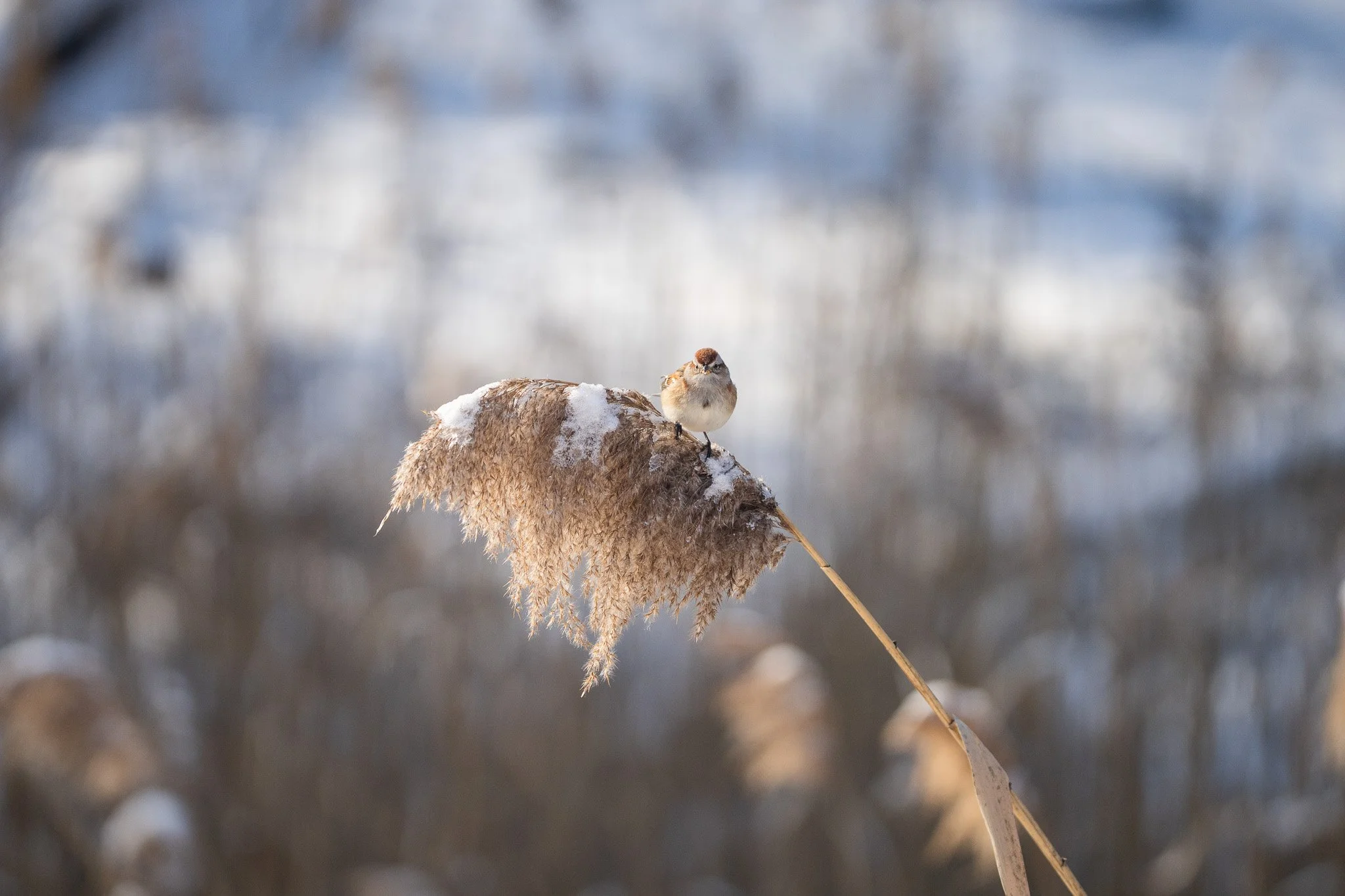 A small bird perched on a brown cattail reed with snow, with a snowy, blurred background.