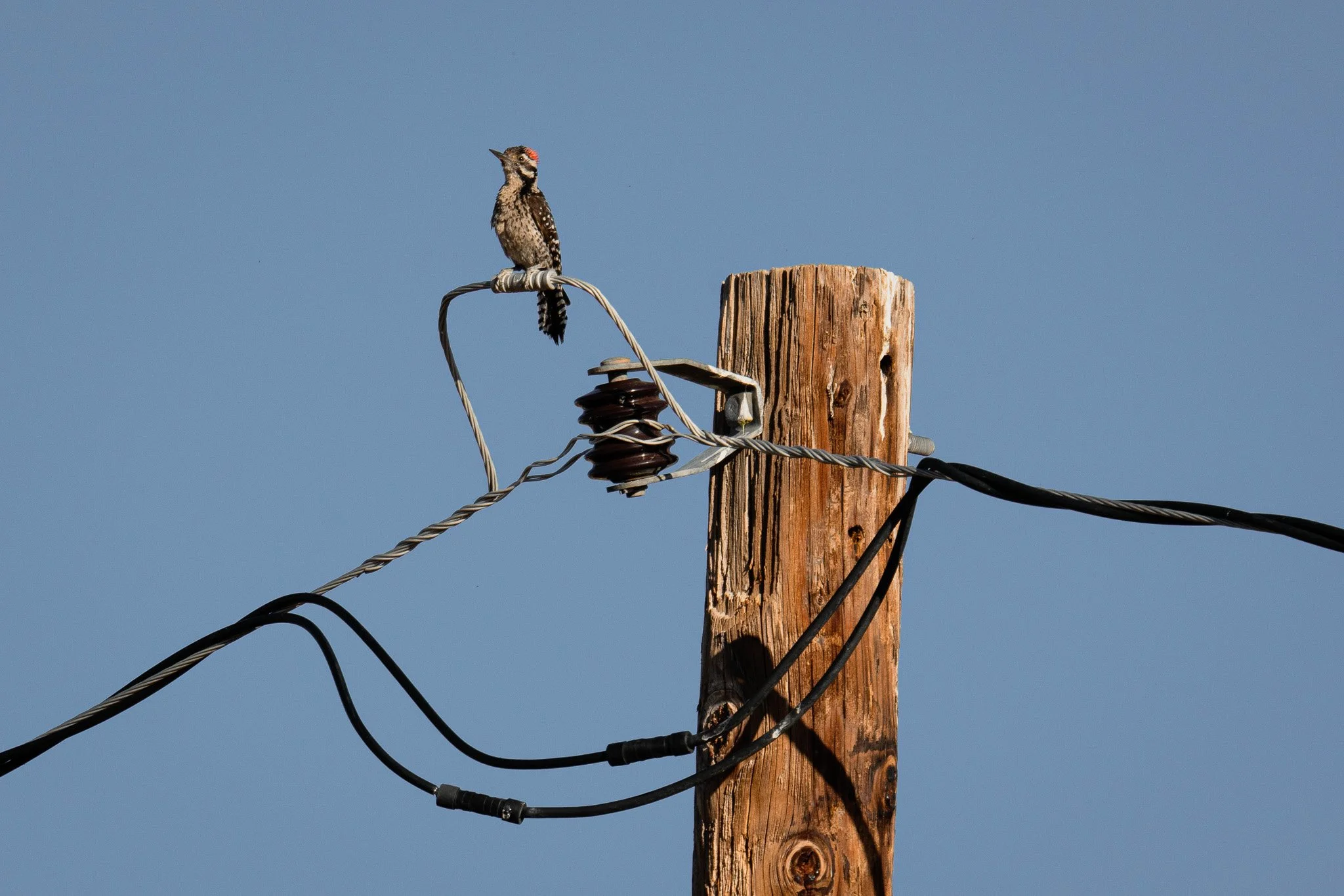 A small bird with brown and white feathers and a red patch on its head is perched on a power line attached to a weathered wooden utility pole against a clear blue sky.