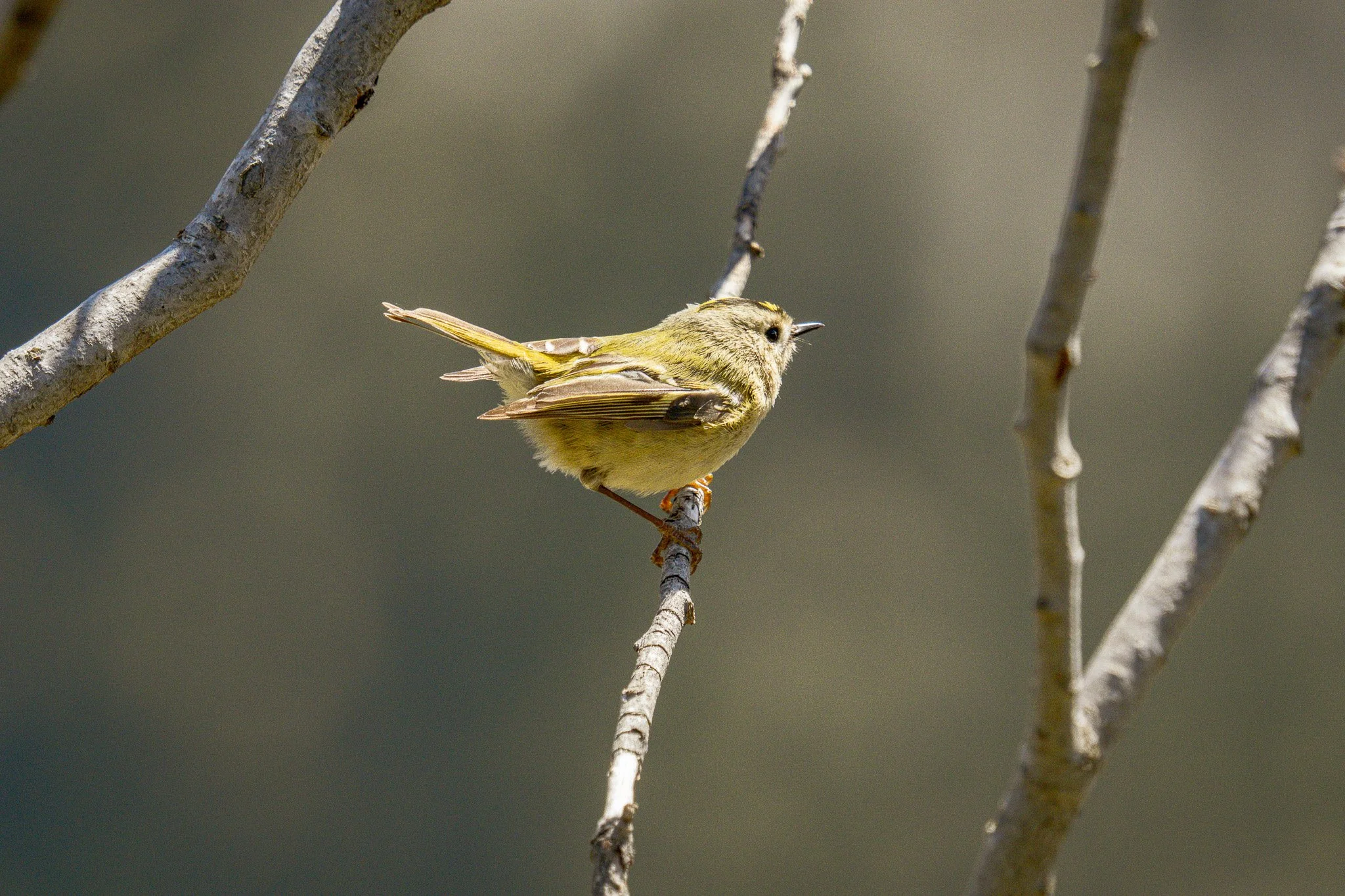 A small yellow bird perched on a thin branch of a tree, with a blurred background.