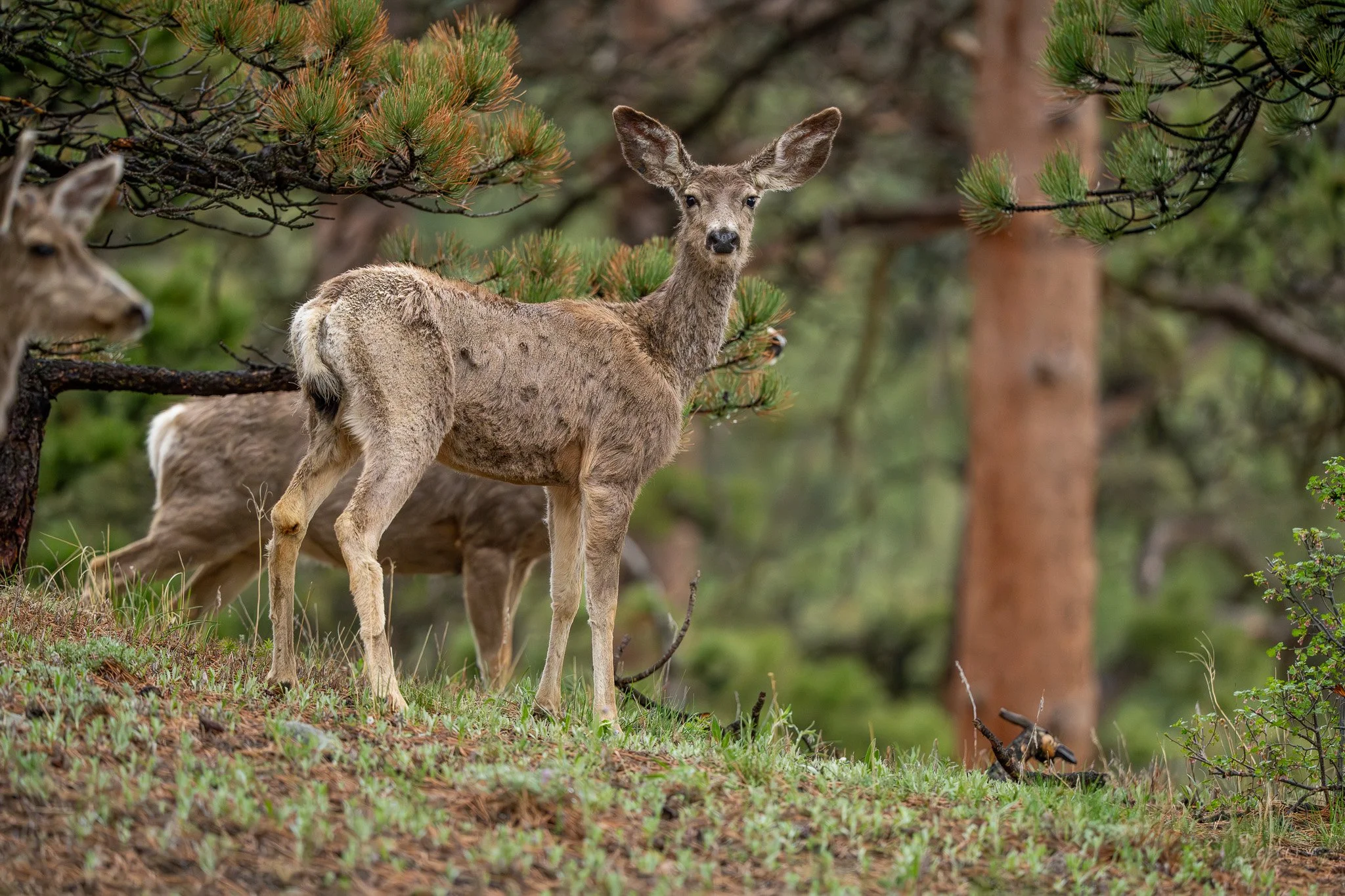 A young deer standing on a grassy hillside surrounded by pine trees with other deer and a bird in the background.