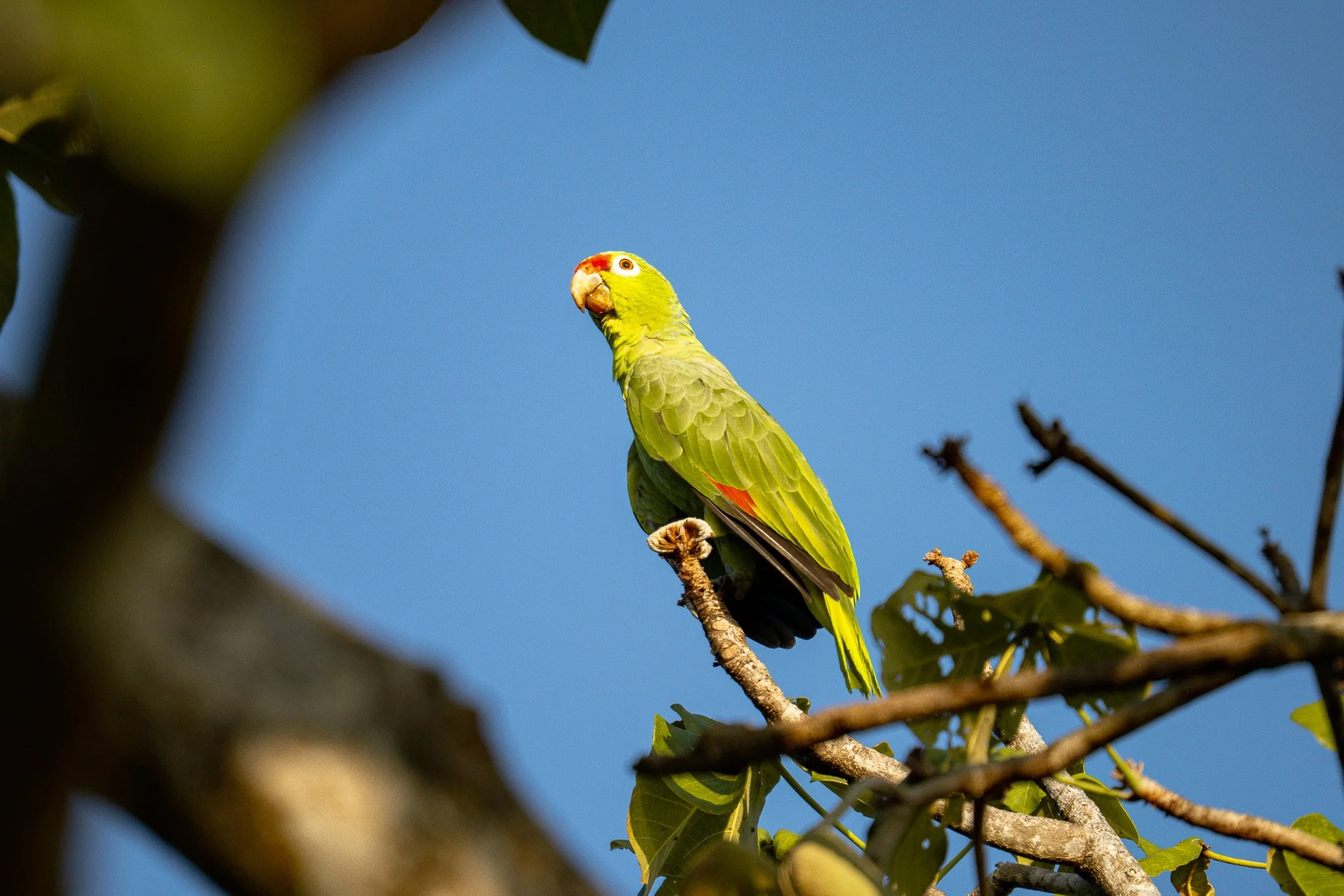 A green parrot with red markings on its head, perched on a tree branch against a clear blue sky.