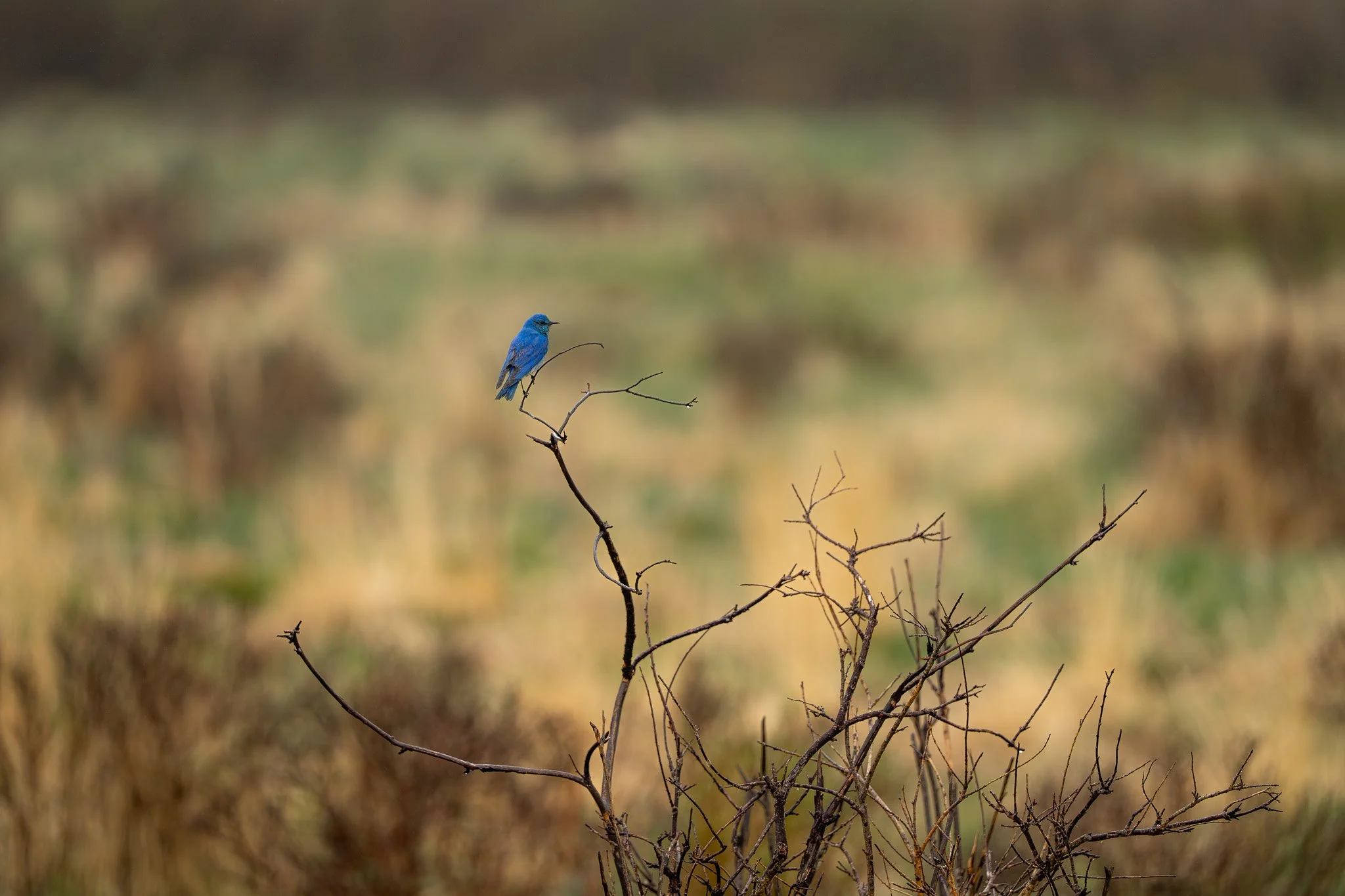 A small blue bird perched on a thin, bare branch in a blurred, grassy background.