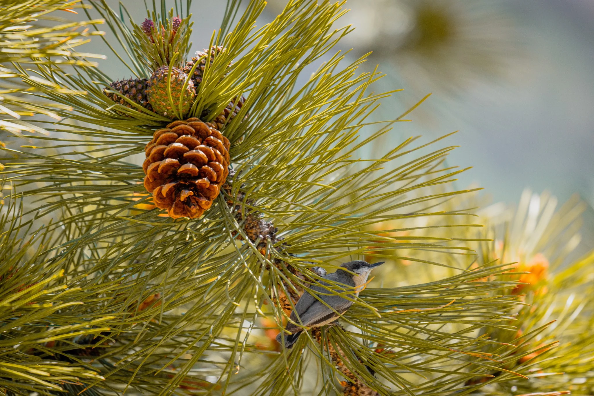 A small bird perched on pine branches near a pine cone and pine needles.