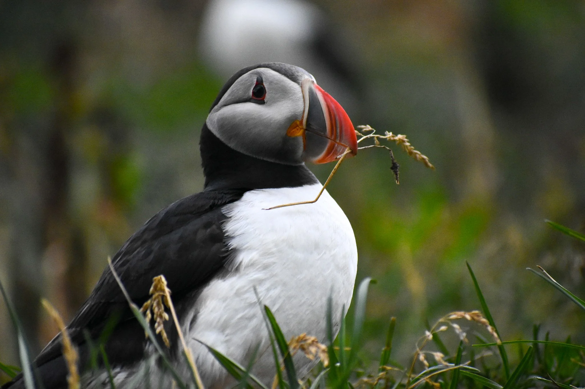 A puffin holding a small branch in its beak, standing among green grass.