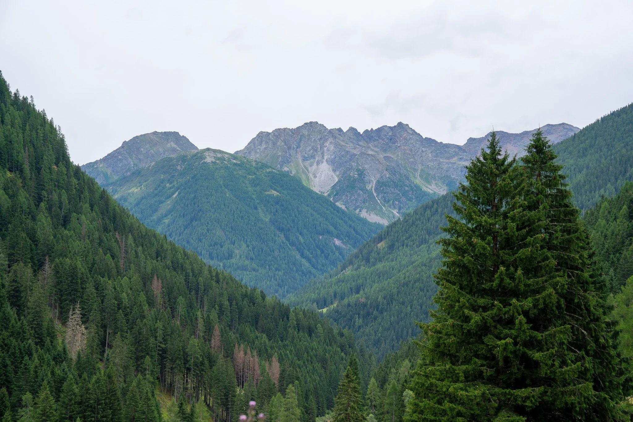 A lush green mountain landscape with dense forests and rugged mountain peaks in the background under an overcast sky.