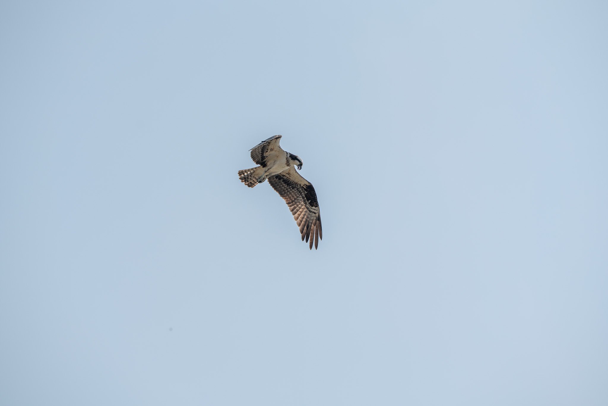 An osprey flying in the sky with light blue background.