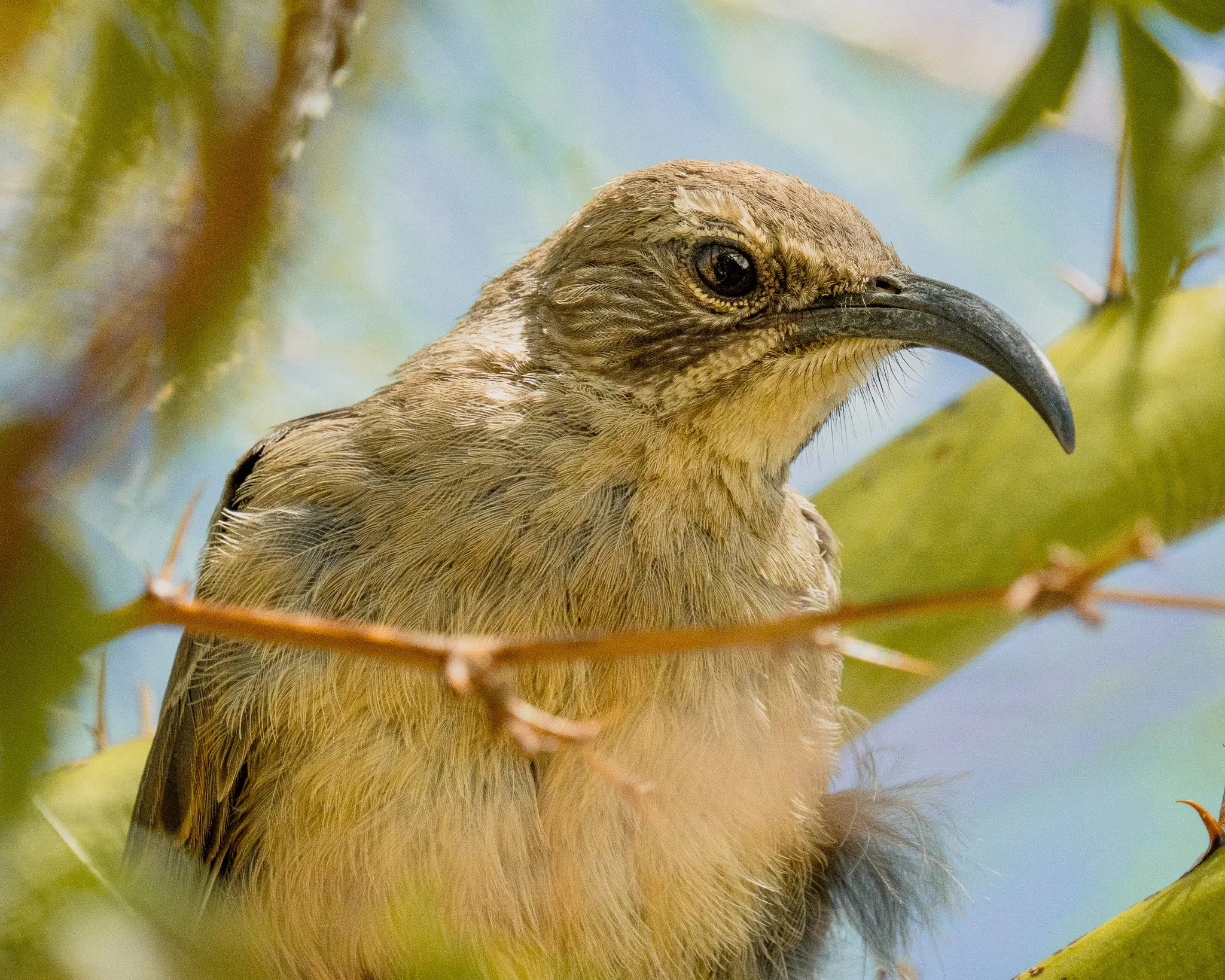 Close-up of a bird with a curved black beak, brown and yellow feathers, perched among green and yellow leaves.