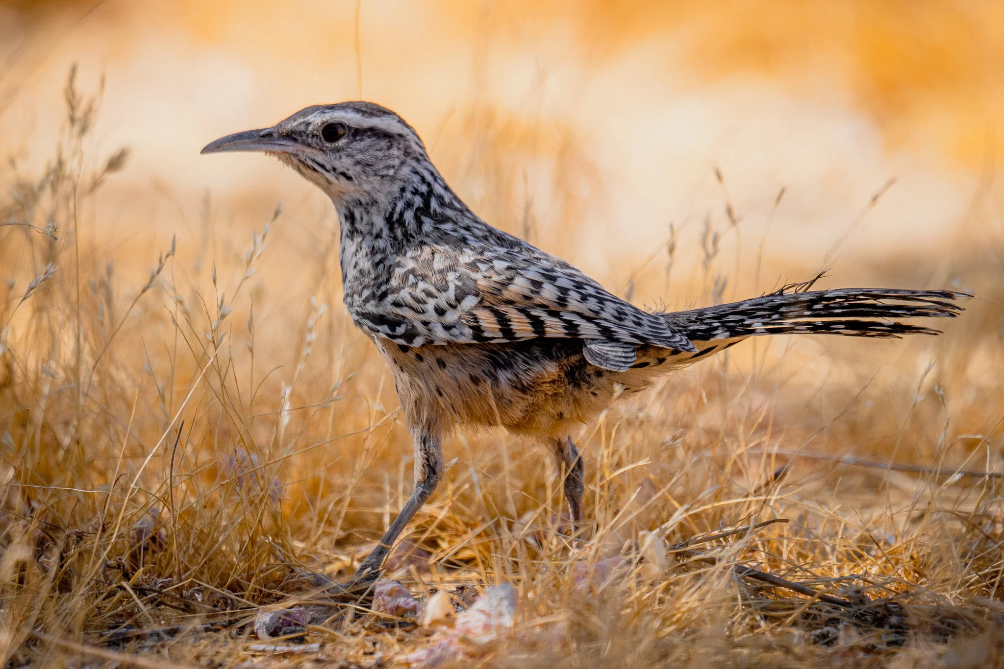 A bird with black and white striped feathers, holding a small food item in its beak, standing on dry grass.
