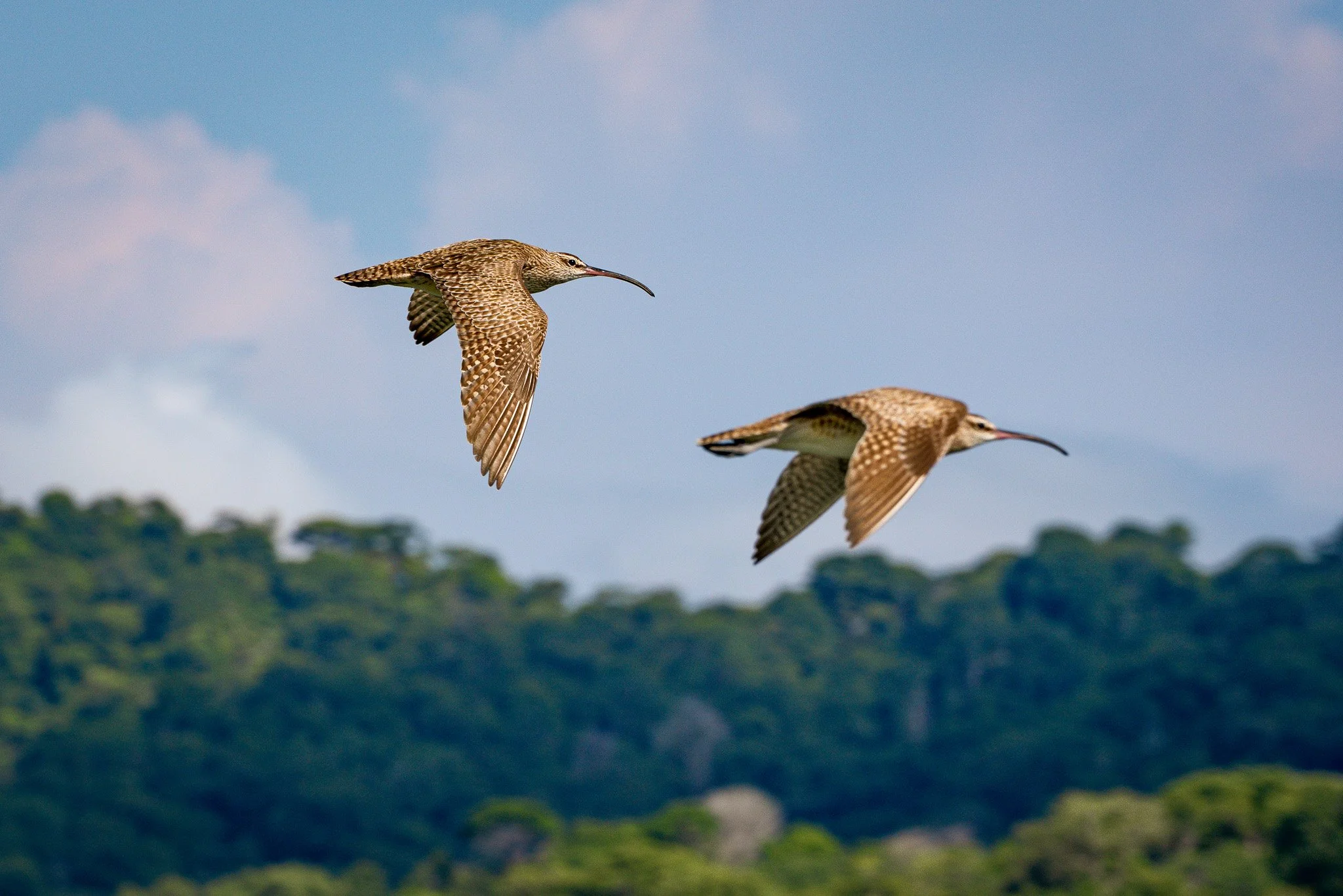 Two brown, speckled shorebirds with long, curved beaks flying over a green, forested landscape with a cloudy sky.