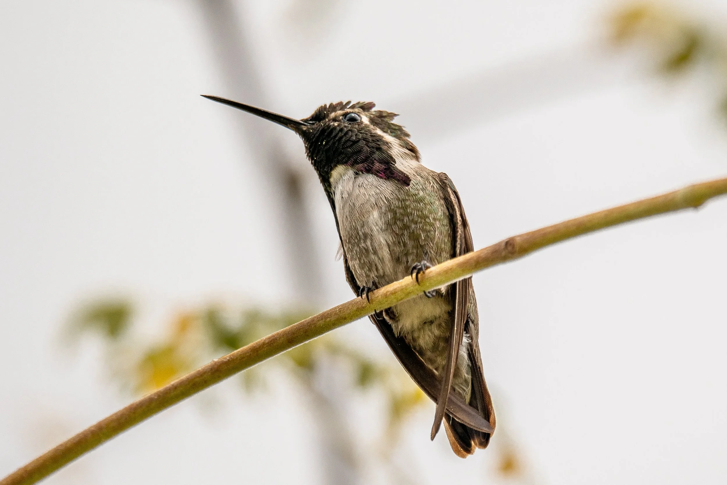 A hummingbird perched on a thin tree branch, with a long beak and iridescent feathers.
