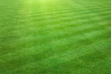Lawn lines 2.jpg