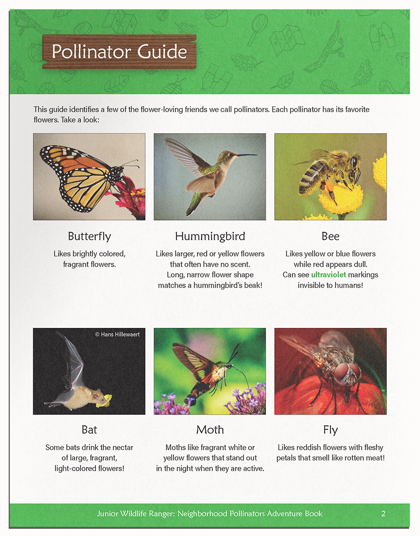 Pollinators-Page6.png