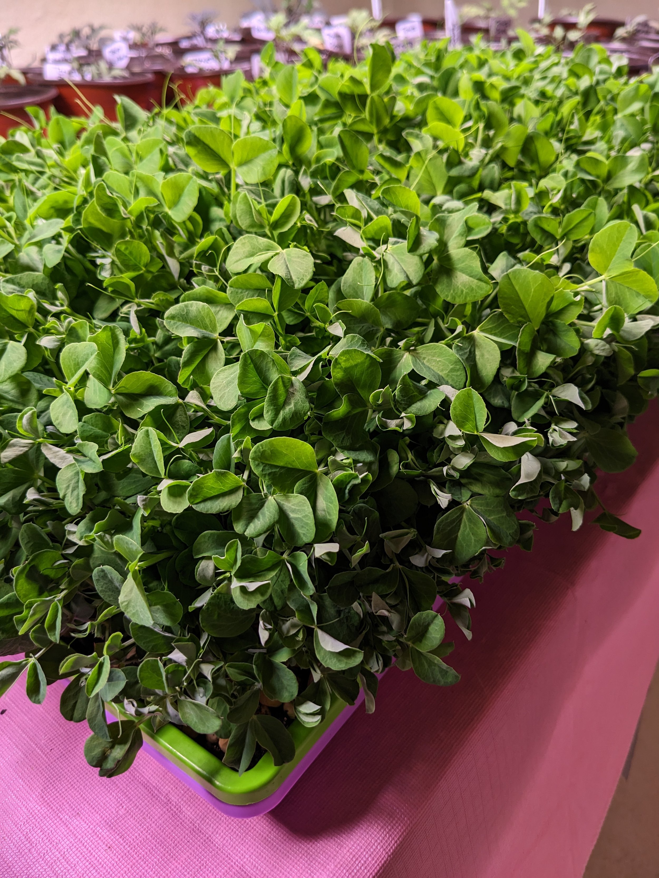 Micro greens Pea Dundale, price per ounce