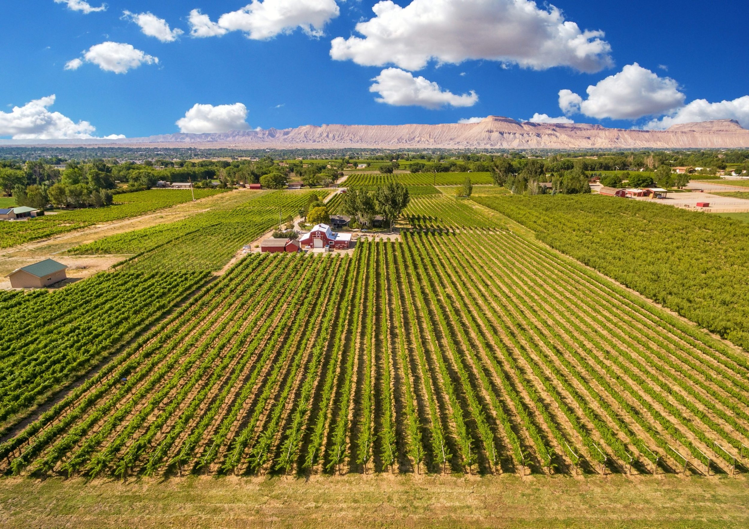 mesa-park-vineyard-scaled.jpeg