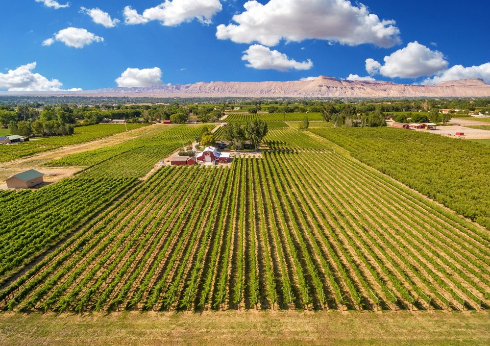 mesa-park-vineyard-scaled.jpeg