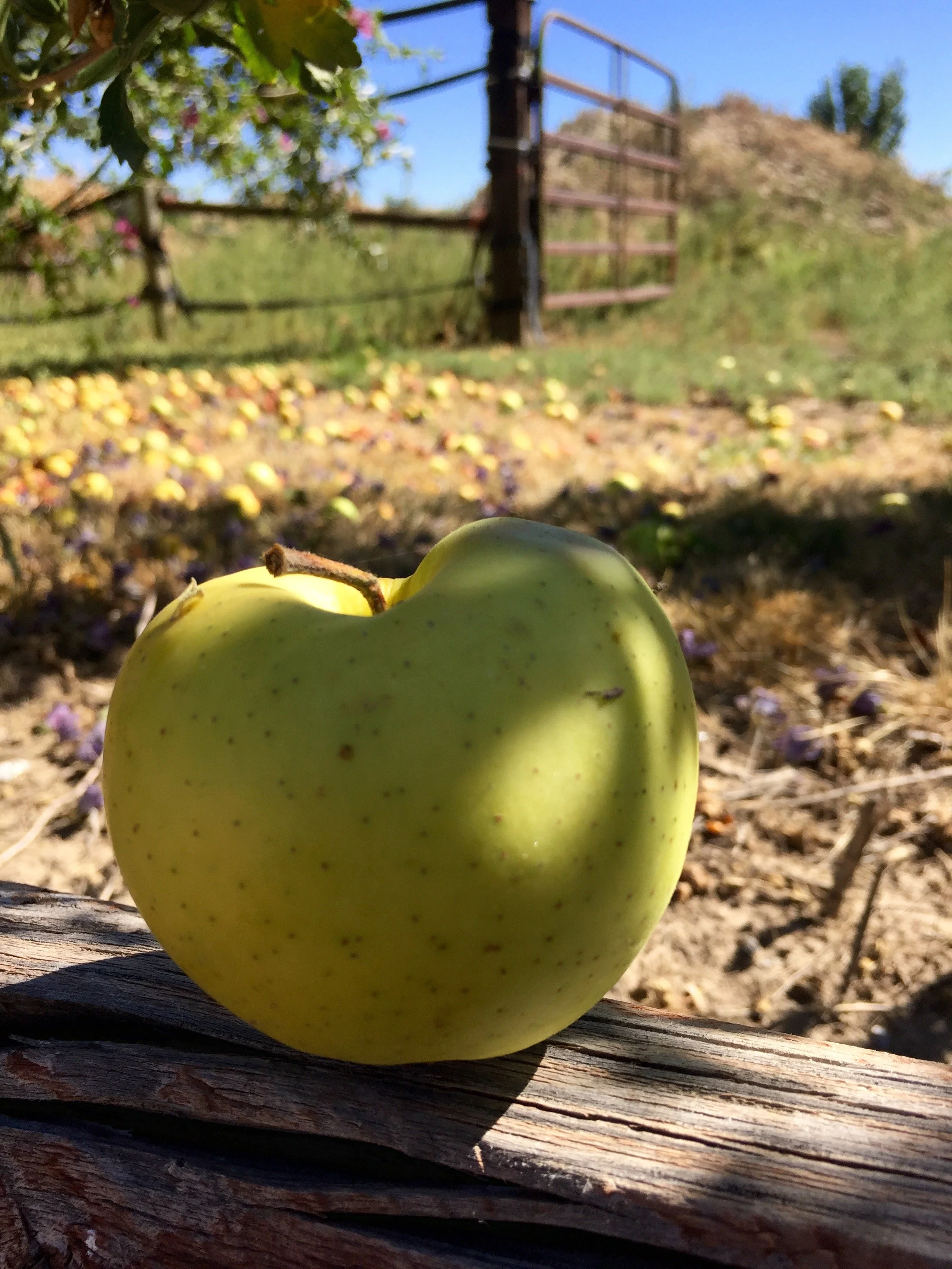 A yellow green apple sitting on a wooden railing with apples on the ground in an orchard