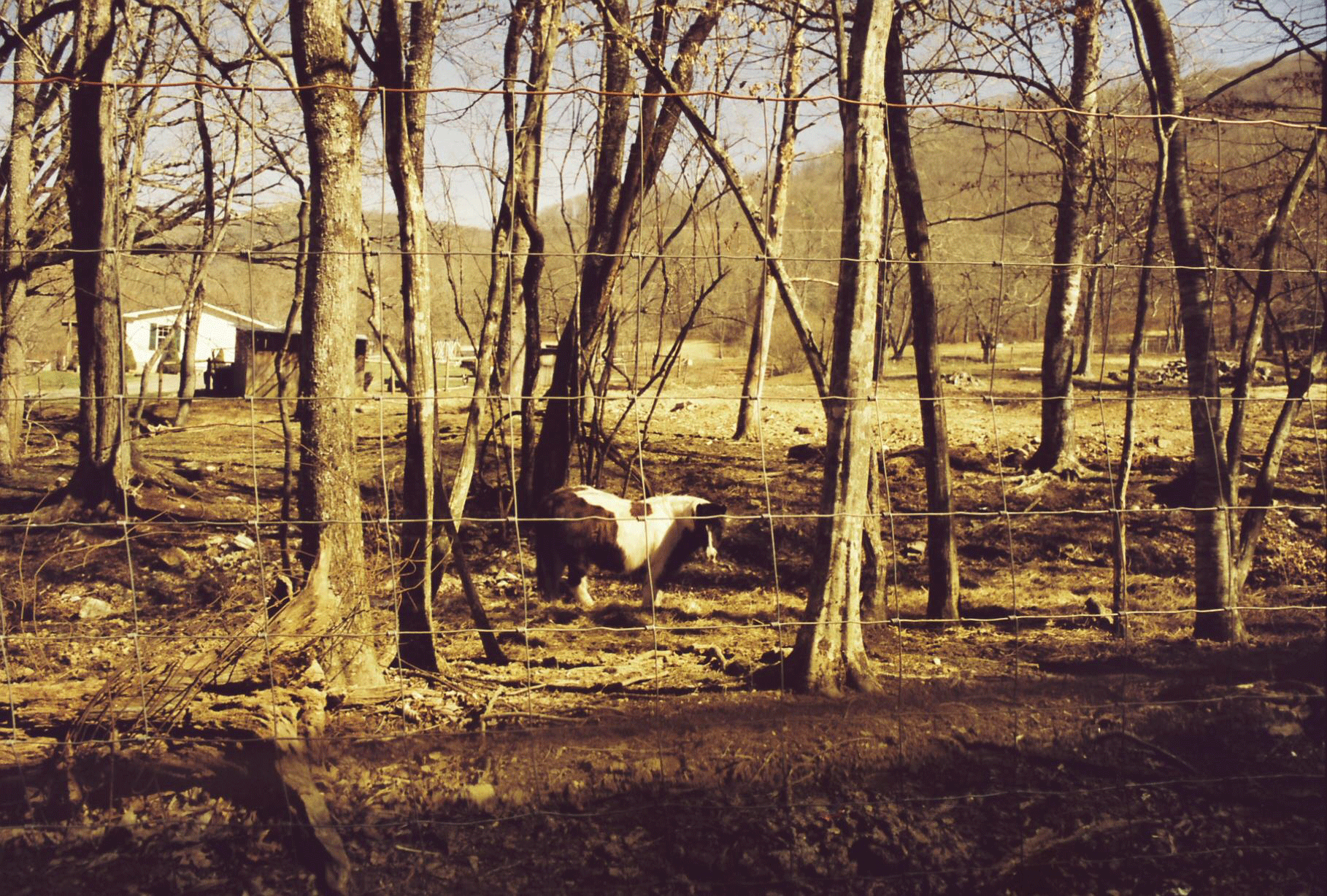 Linville-by-Kendall-Griffith.png