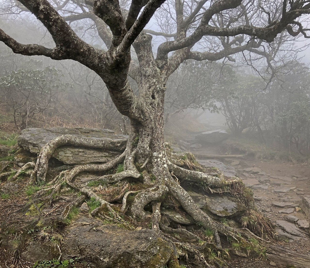 "Gnarly Tree in the Fog" by Eric Saunders; photography; 2024