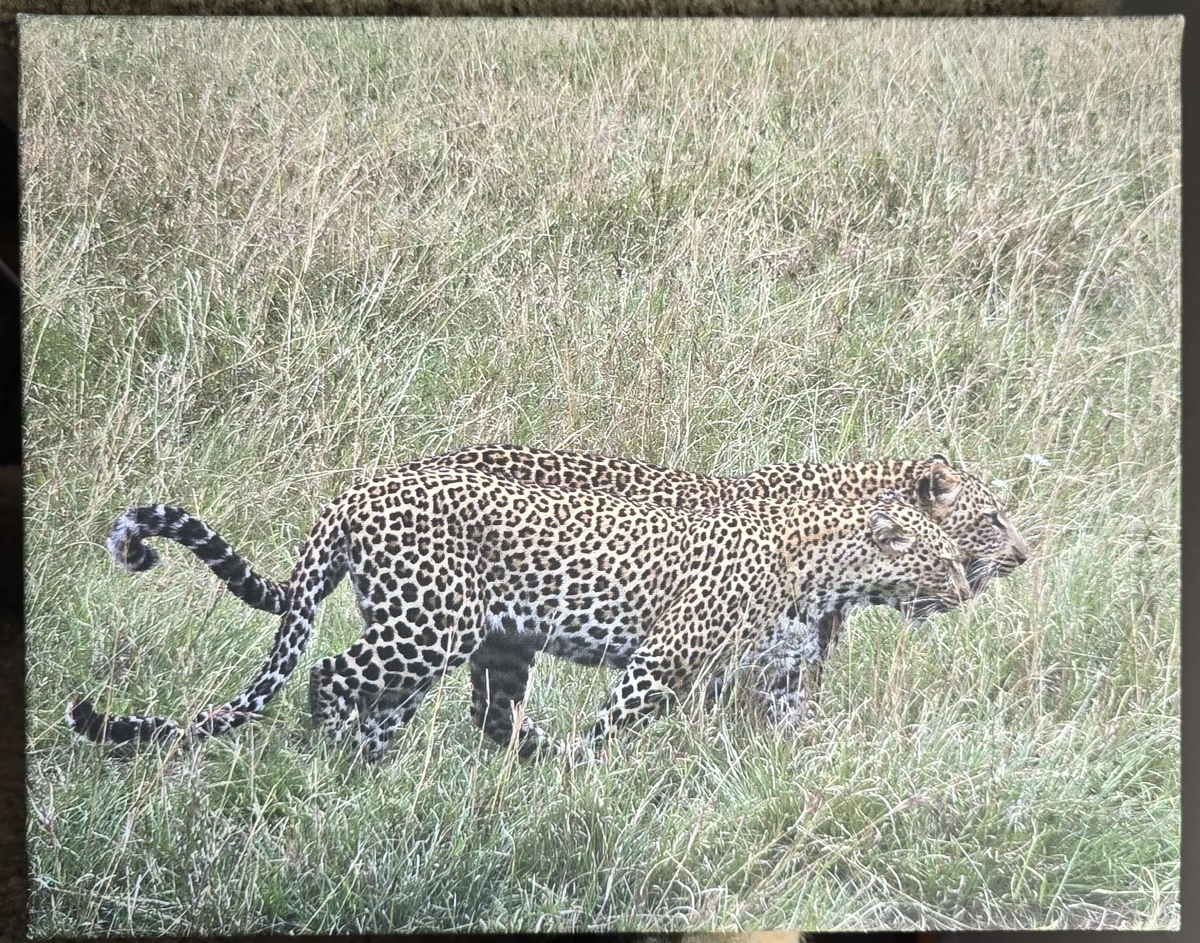 Leopard Lovers by Jennifer Griffith