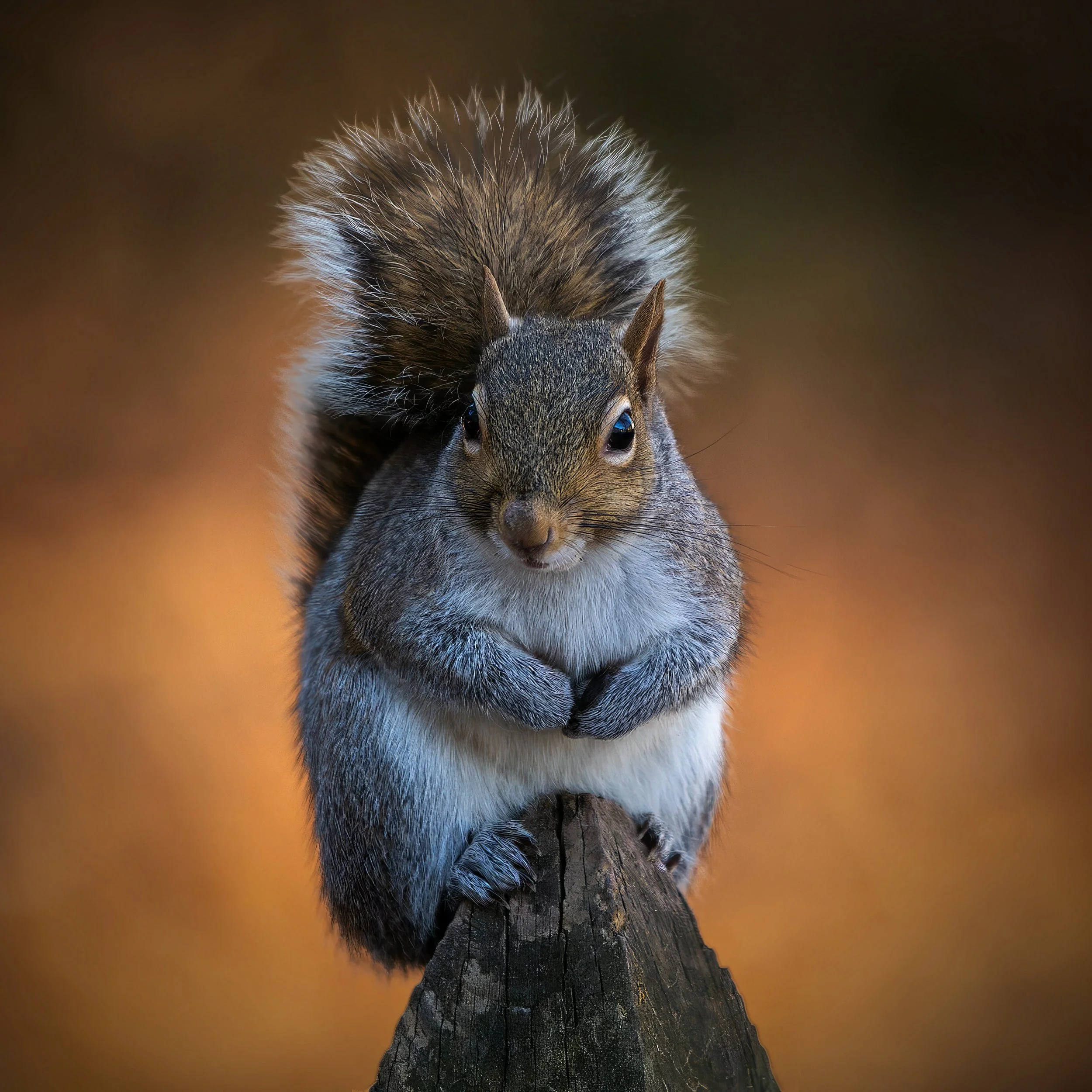 squirrel_on_post_LB5D5065_12 - Larry Blankenship.jpg