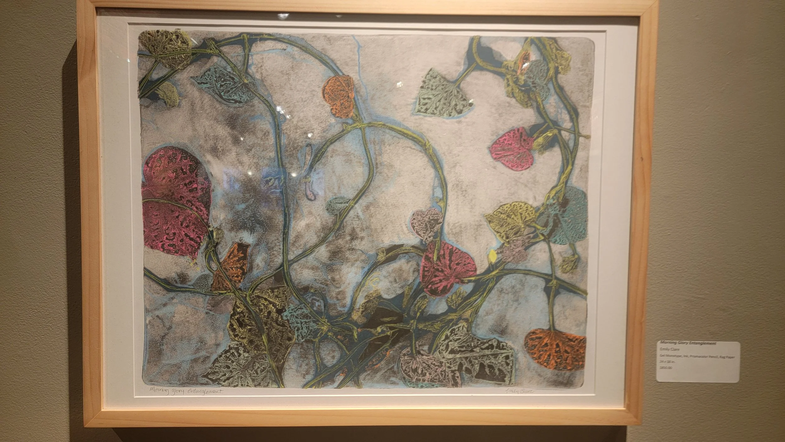 Morning Glory Entanglement