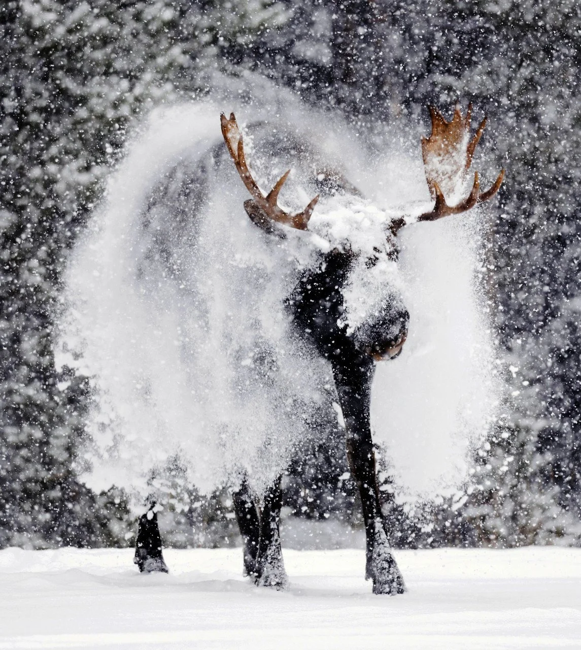 Shaking Off My Winter Blanket by Kelly Mieszkalski