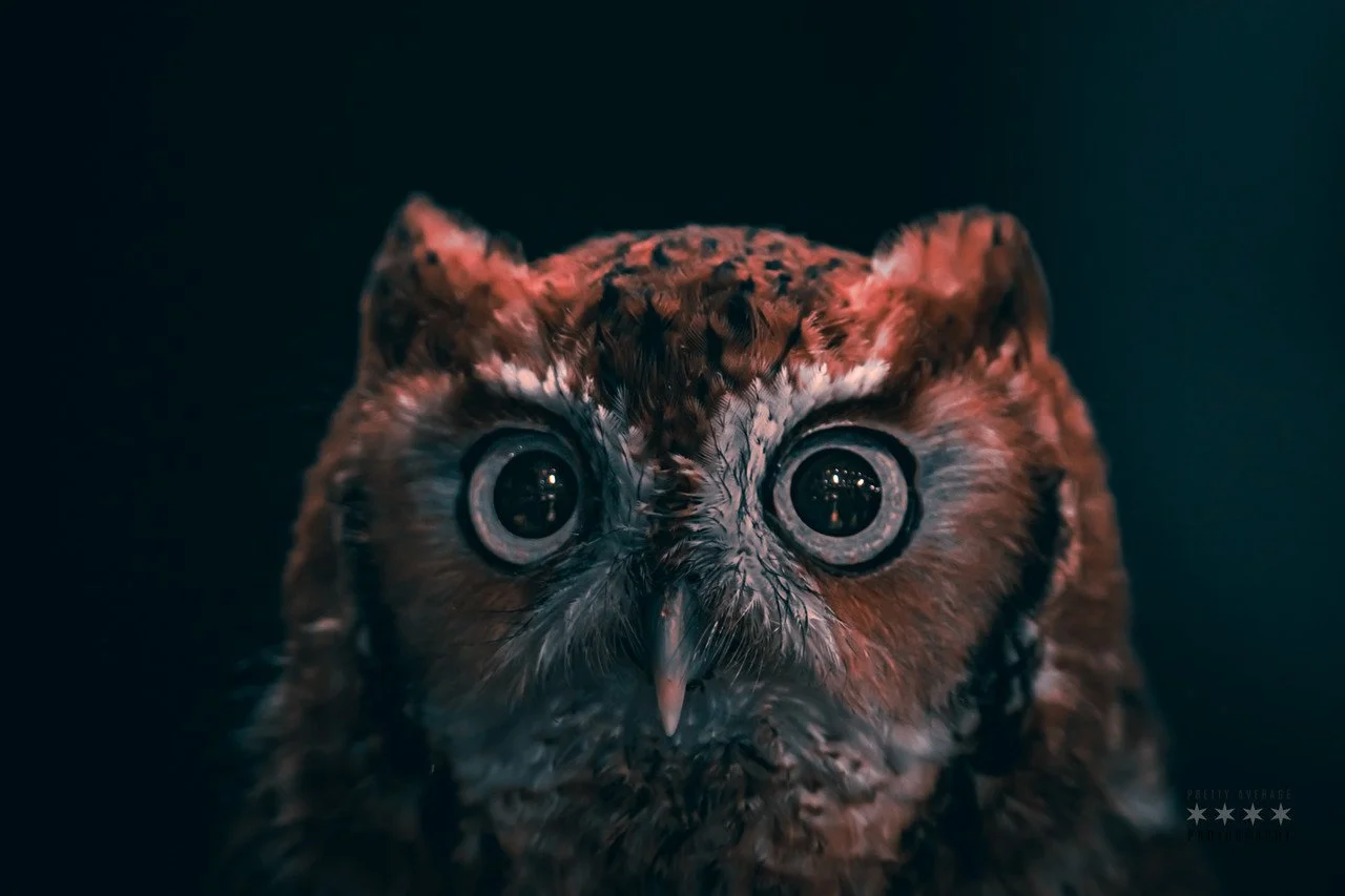 Hoo You Lookin' At by Zach Gunty