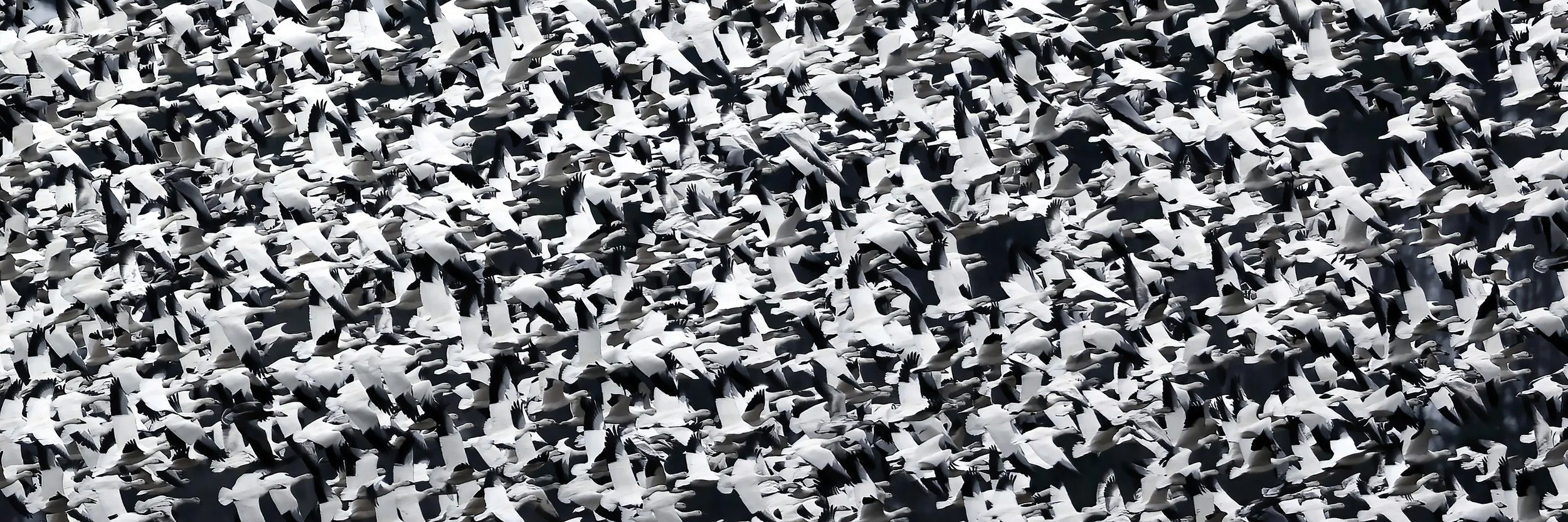 BlizzardOfSnowGeese_Mieszkalski - Kelly Mieszkalski.jpg