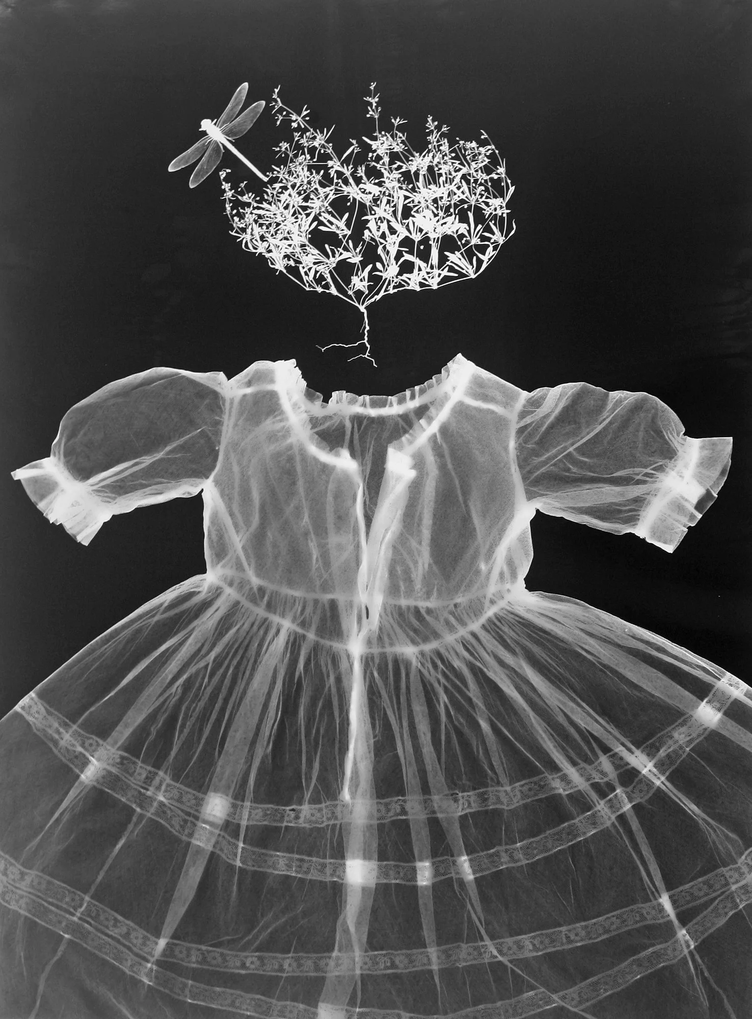Net Lace Dress, Wildflower and Dragonfly by Melissa Wilgis